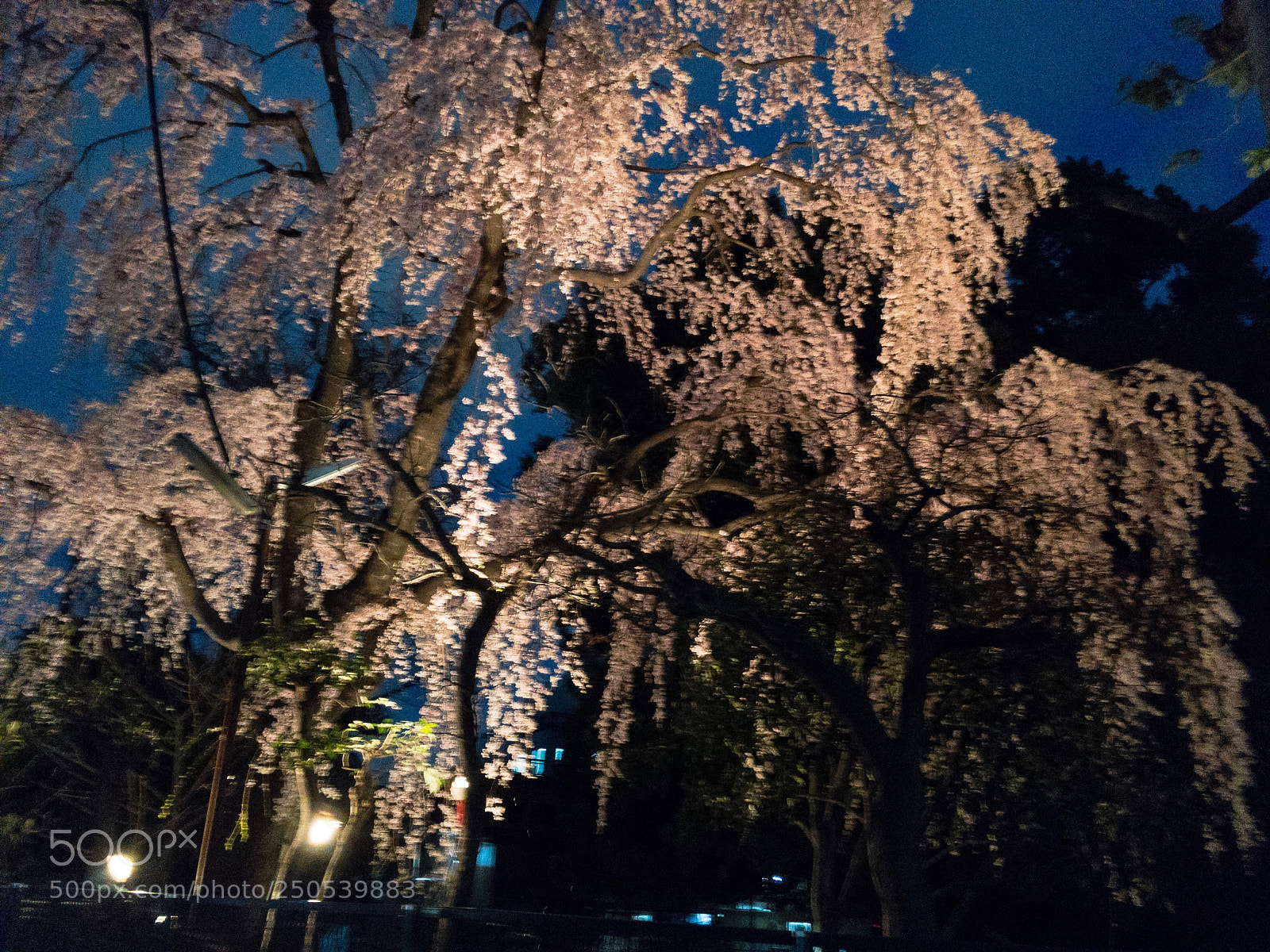 Apple iPhone 6s sample photo. Night cherry  photography