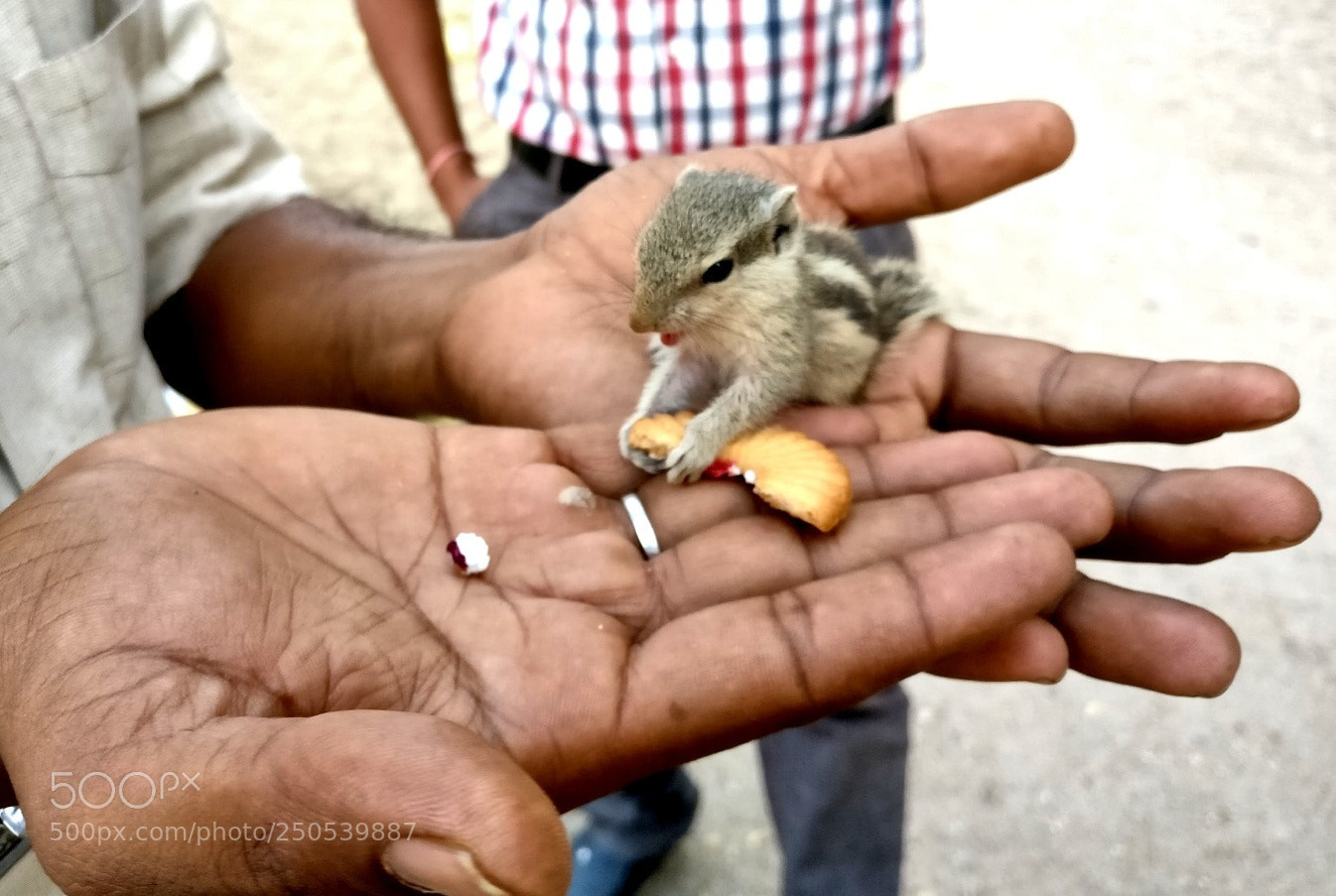 OnePlus A3003 sample photo. Squirrel on hand photography