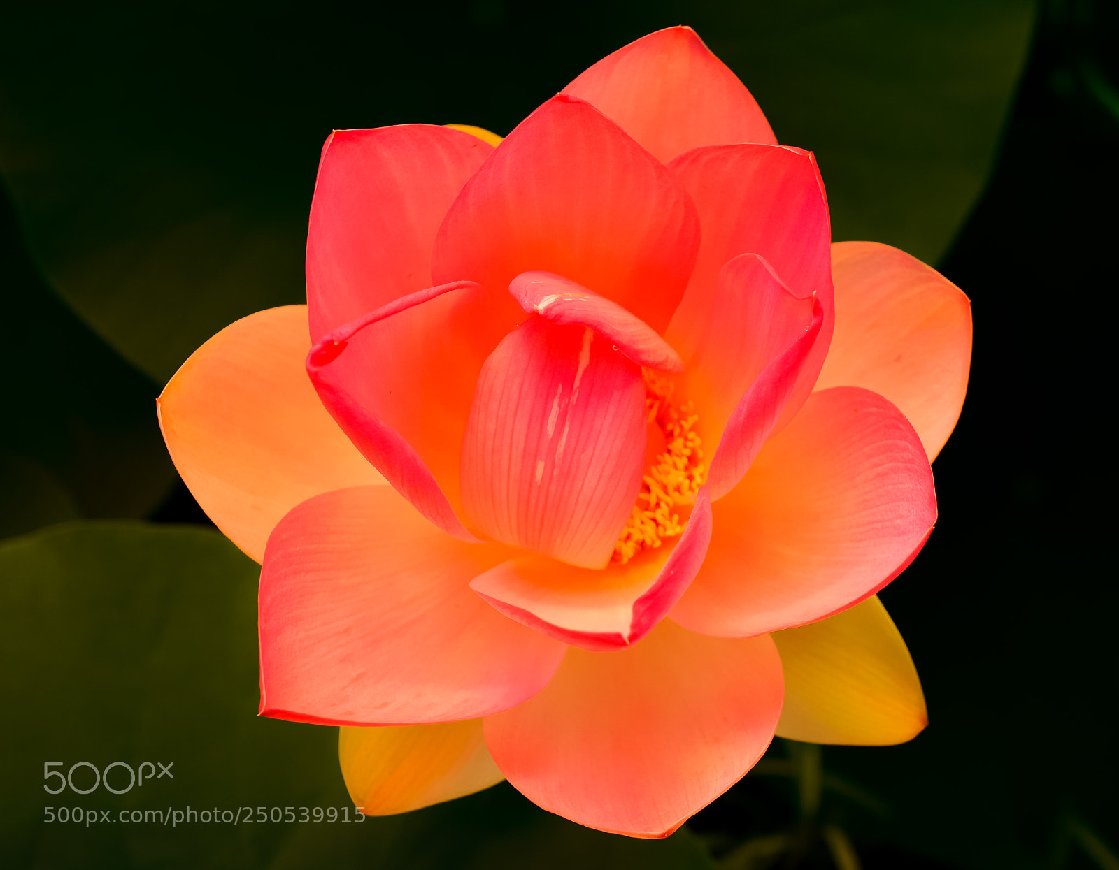 Sony a6000 sample photo. Red beauty photography
