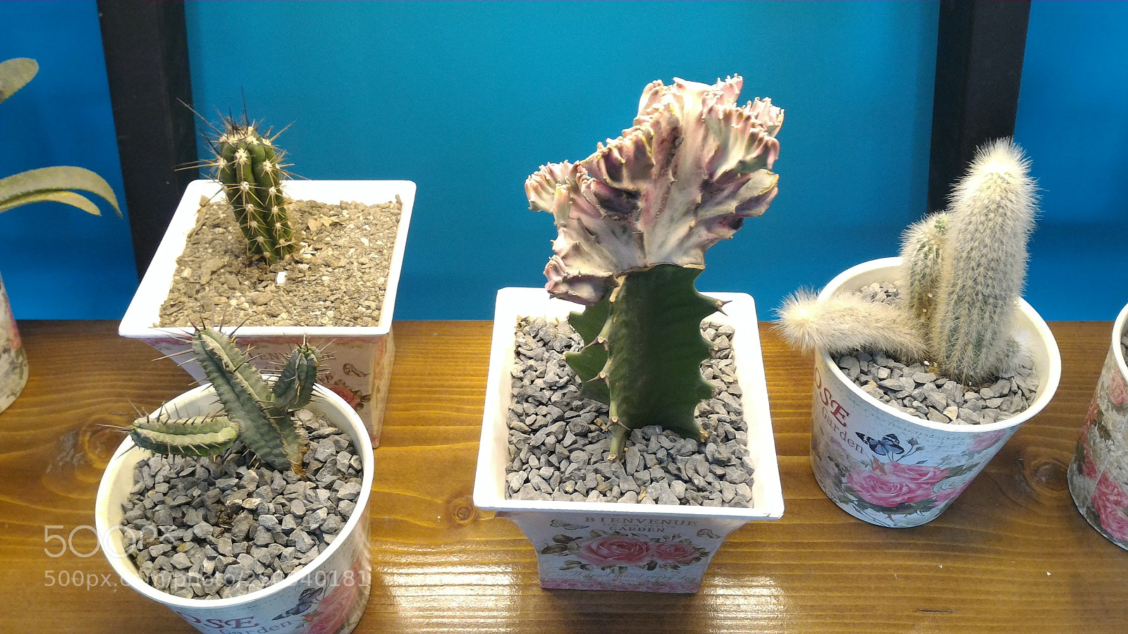 ASUS ZenFone 2 (ZE551ML) sample photo. Cactus gang photography