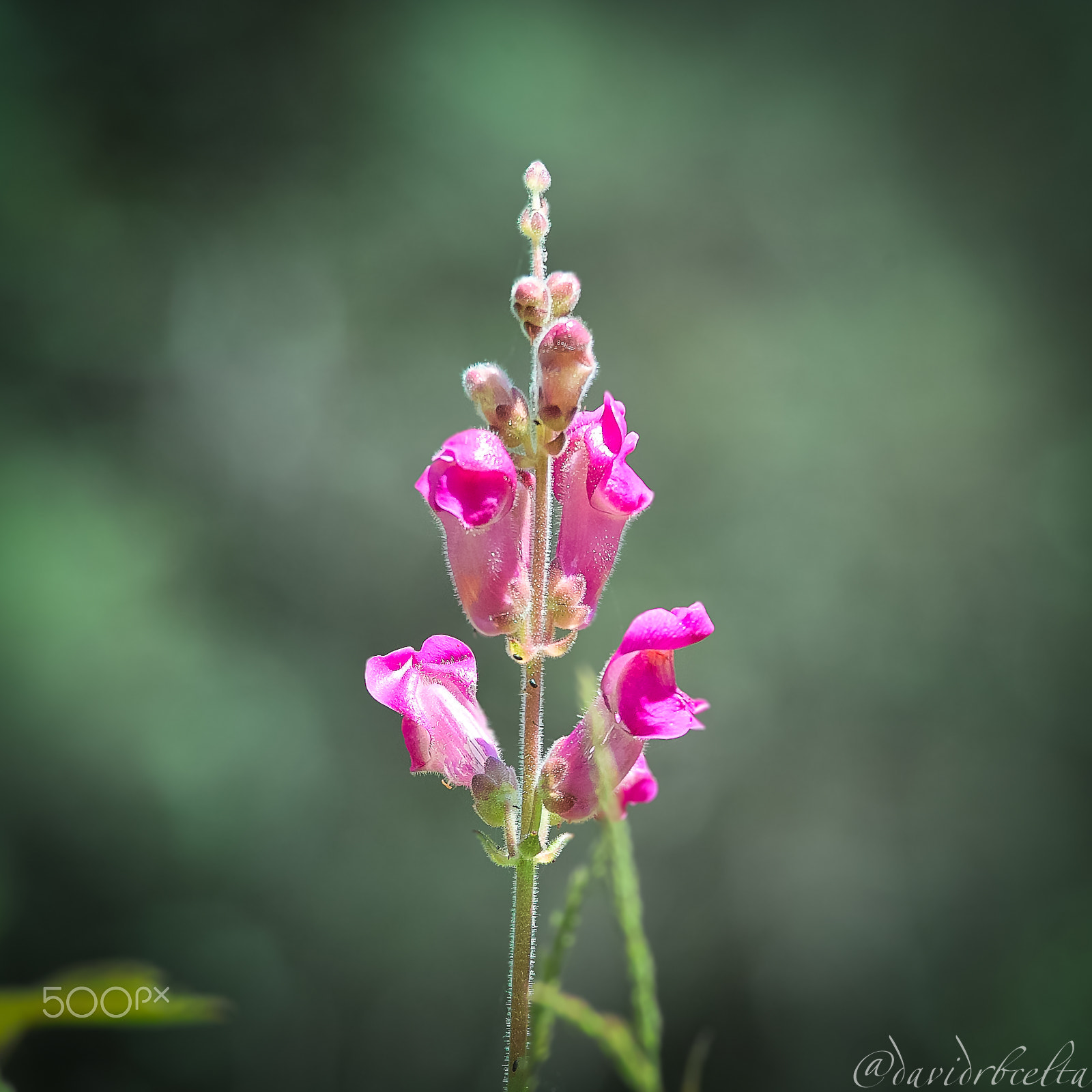 Sigma SD15 sample photo. Natura de st aniol 056 photography