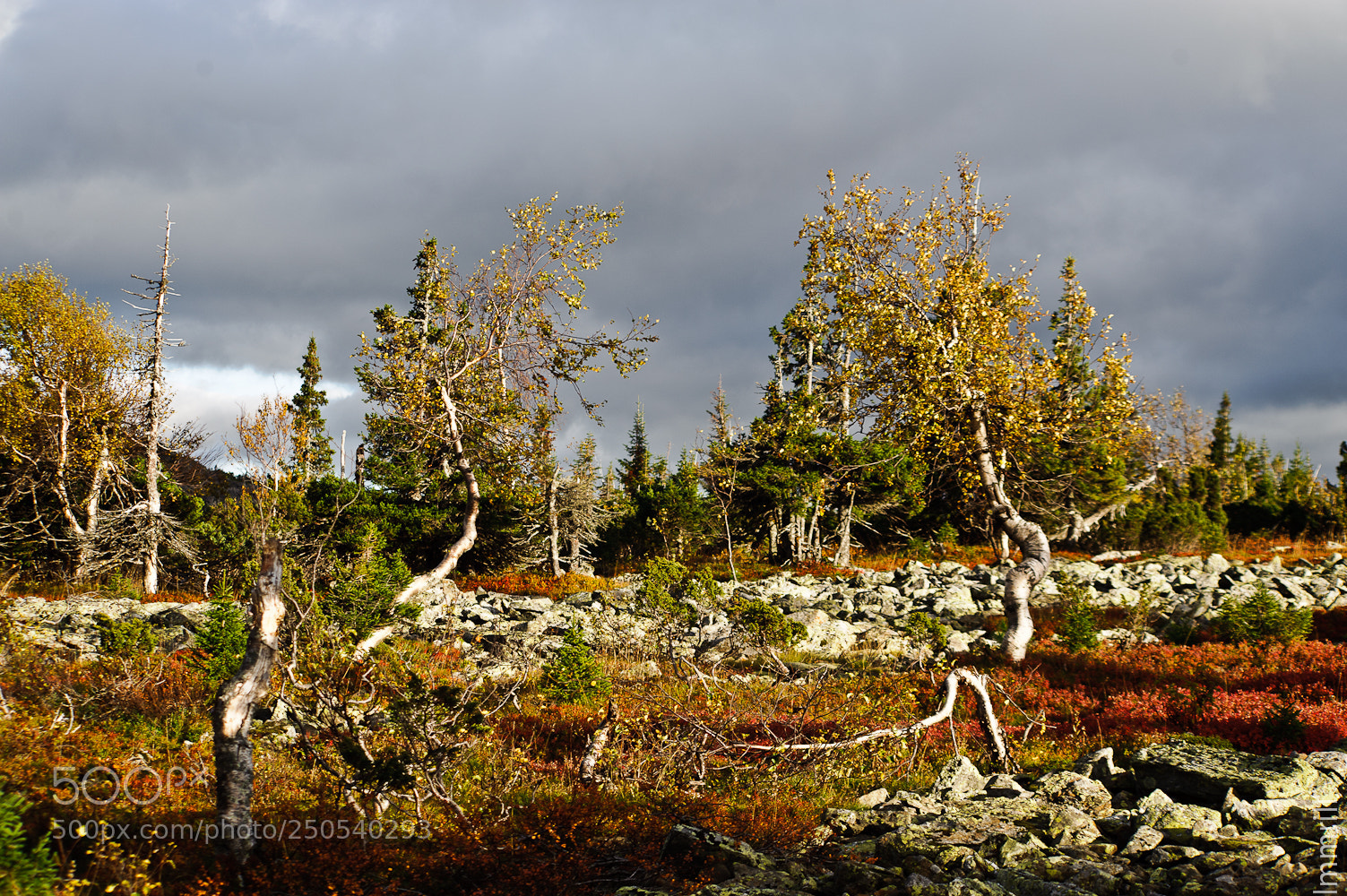 Nikon D700 sample photo. Танцующий лес photography
