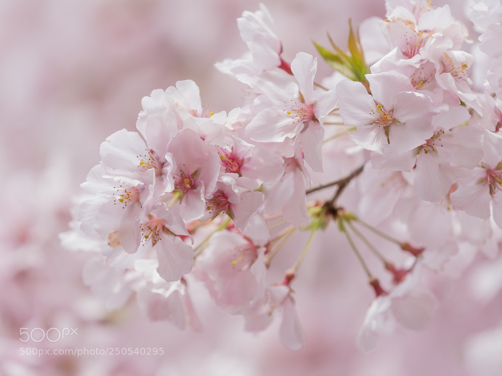 Sony a9 sample photo. Sakura in bokeh photography
