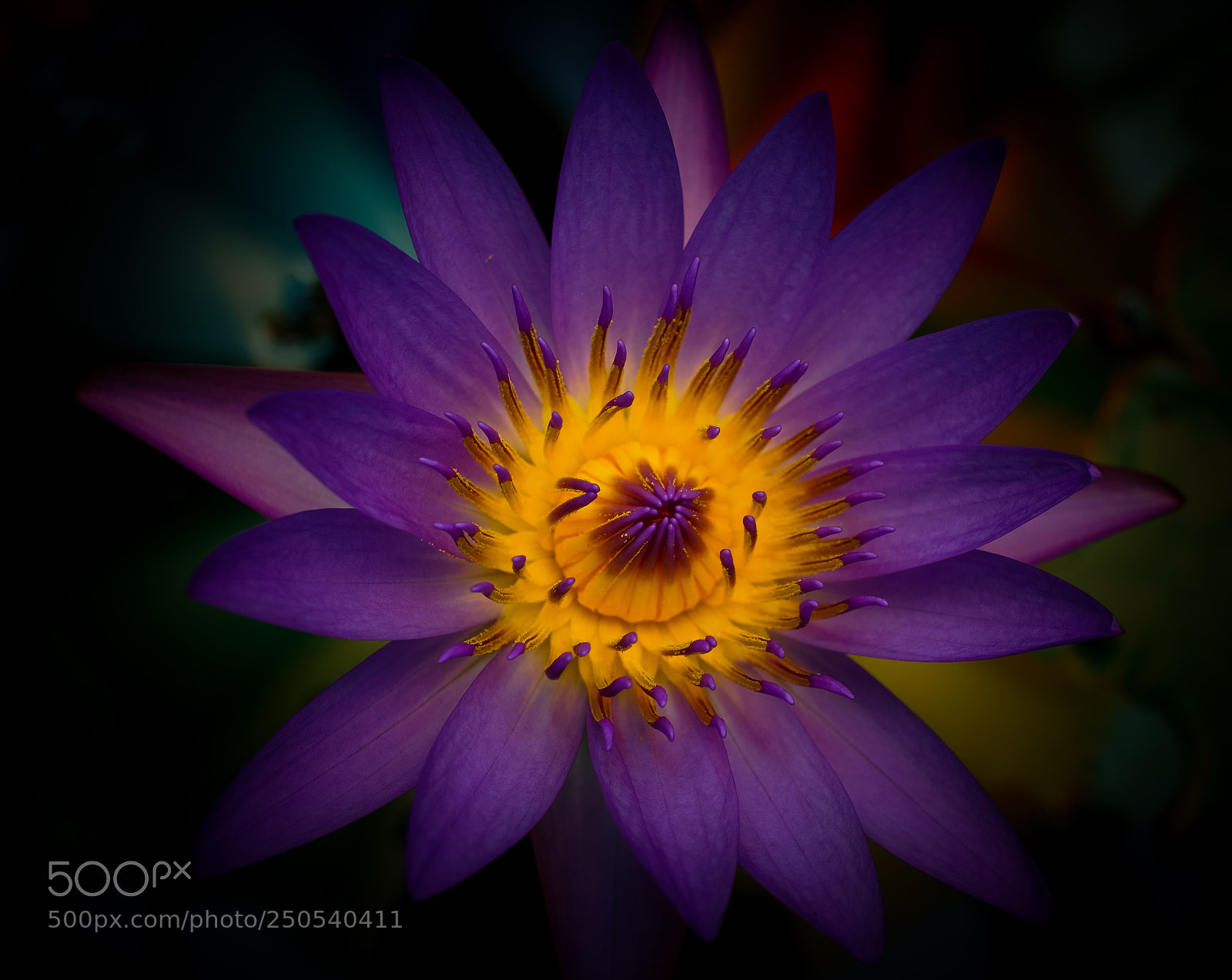 Sony a6000 sample photo. Glowing beauty photography