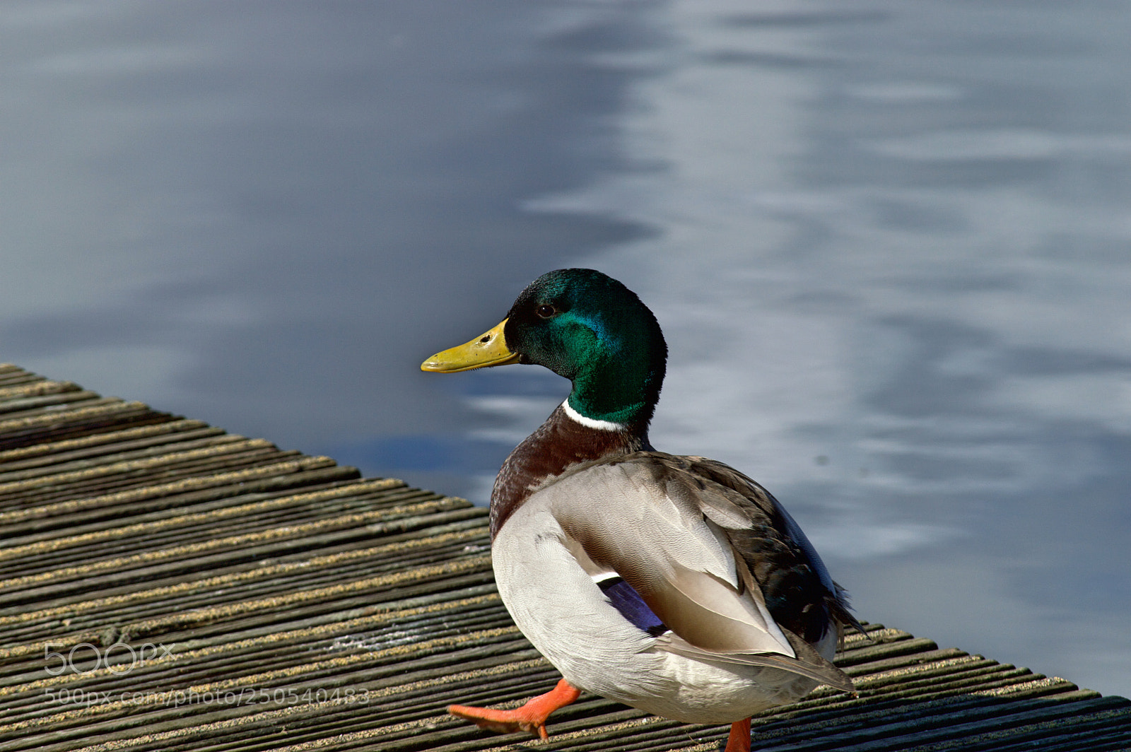 Nikon D3200 sample photo. Oxford island mallard photography