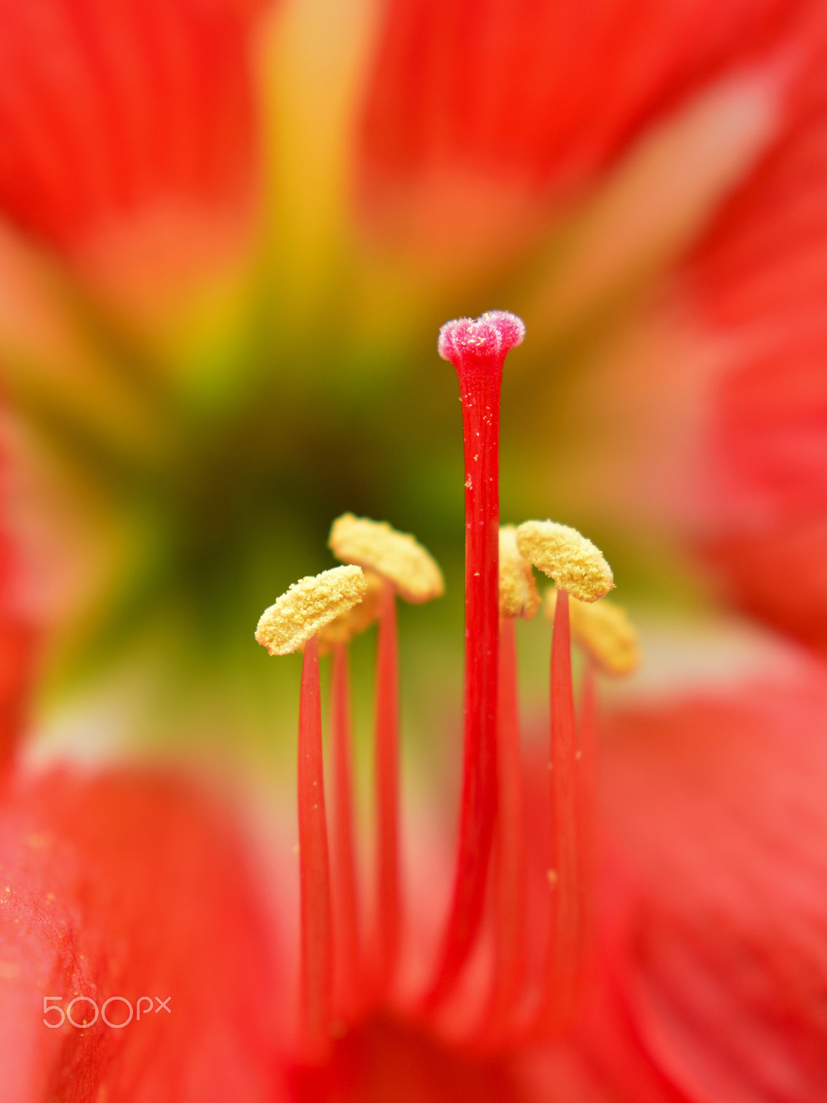 Nikon D5200 + Nikon AF-S Nikkor 50mm F1.8G sample photo. Amaryllis photography