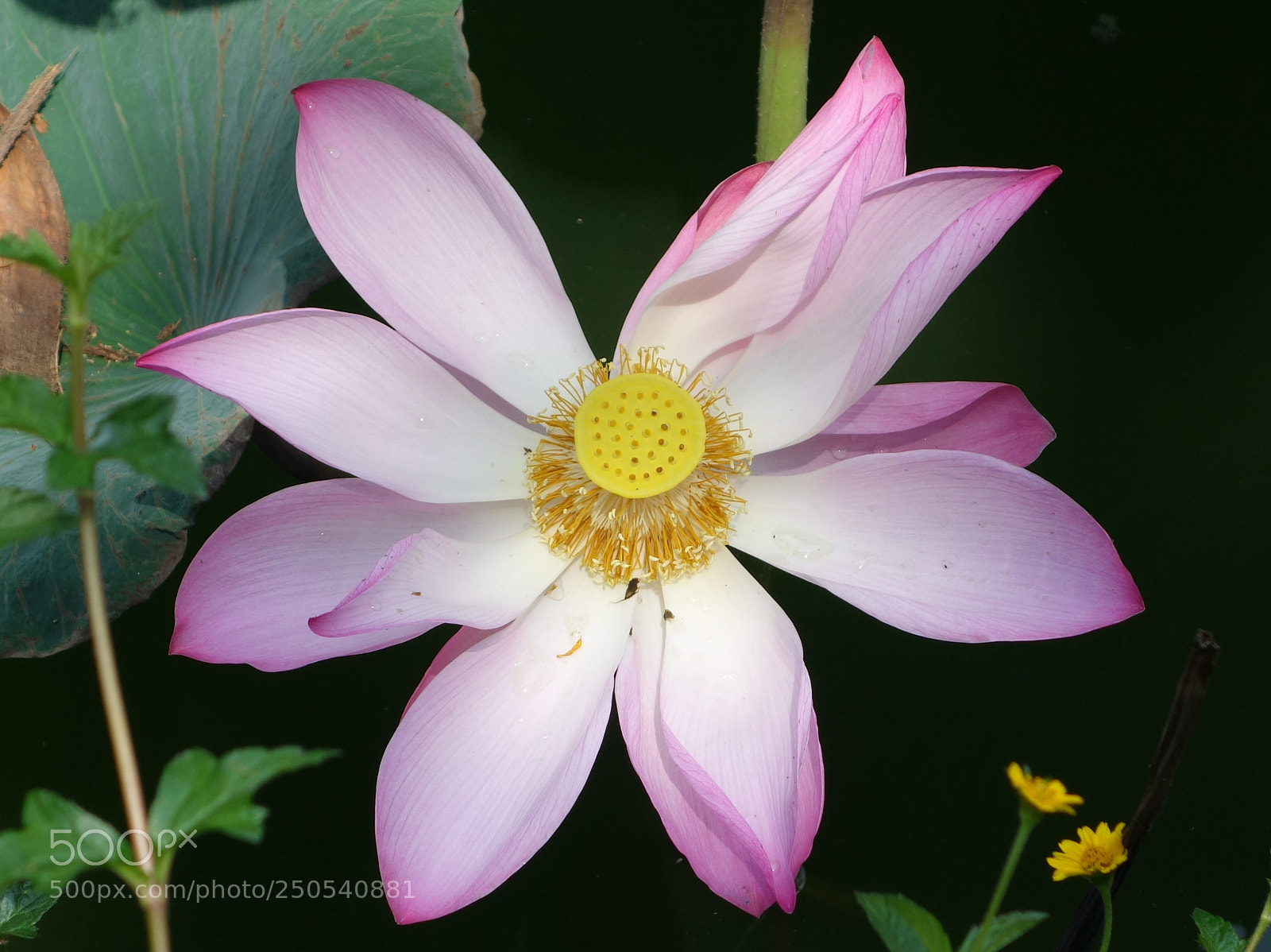 Sony Cyber-shot DSC-RX100 II sample photo. Vn flowers () photography