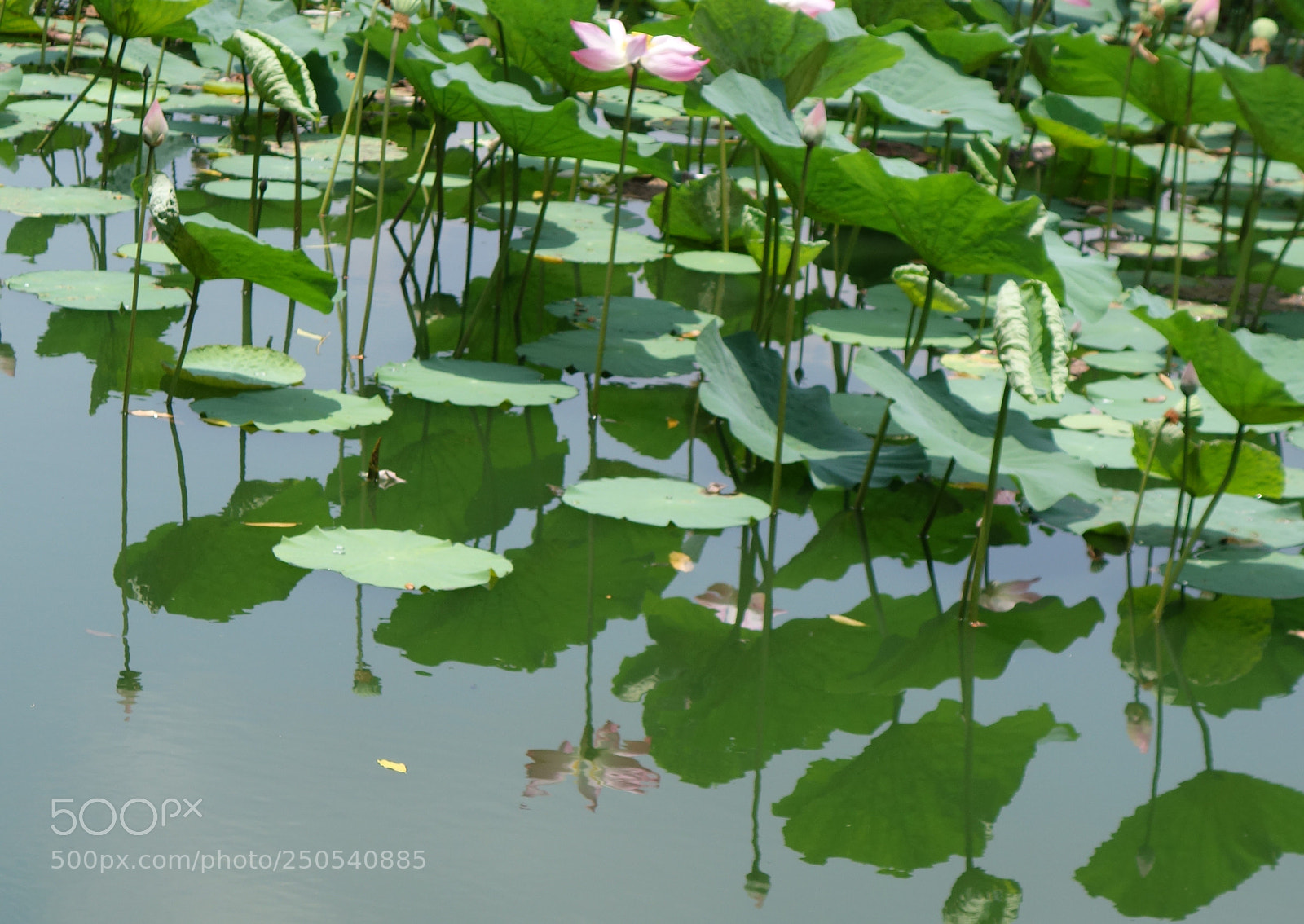 Sony Cyber-shot DSC-RX100 II sample photo. Vn flowers () photography