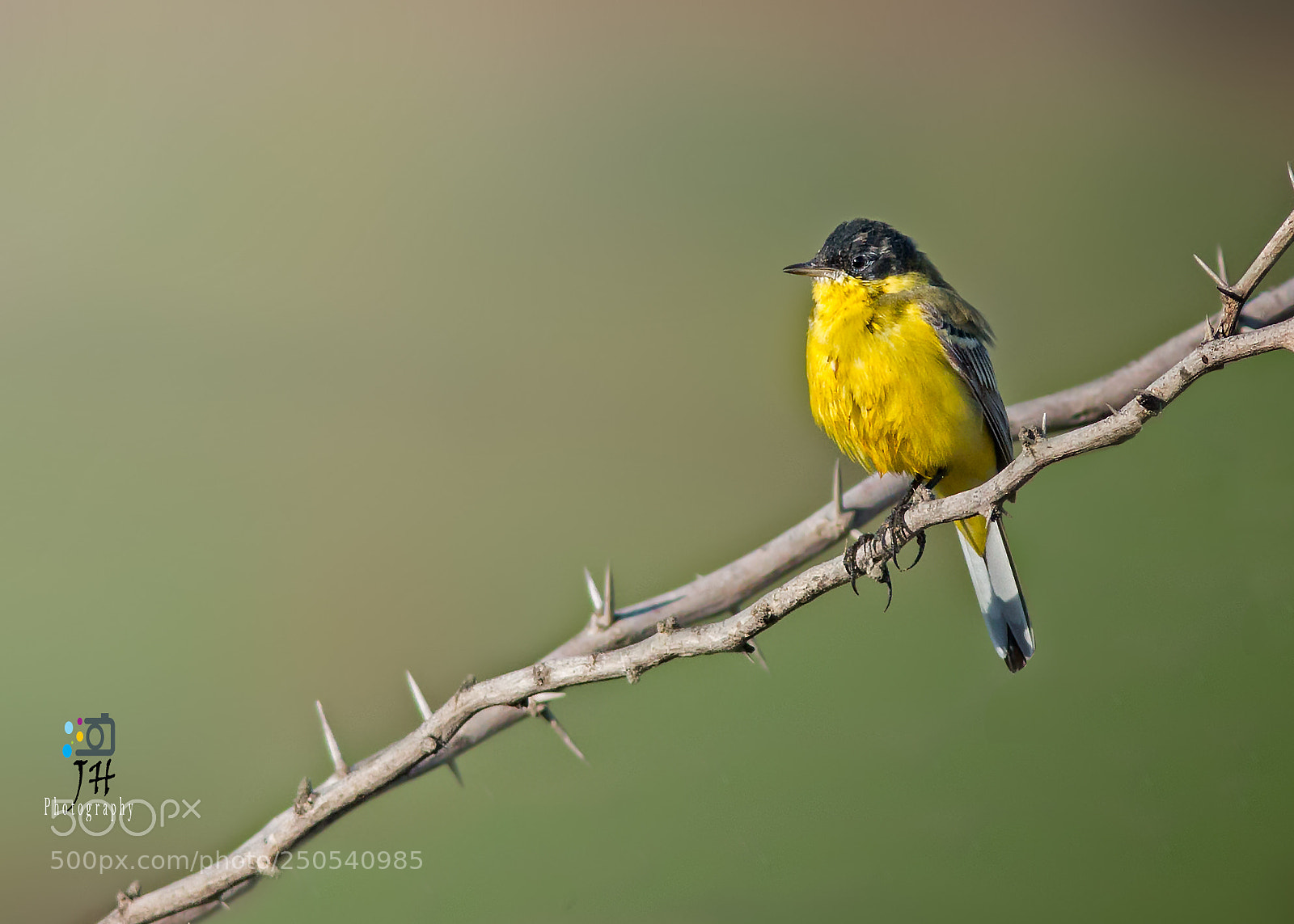 Canon EOS 70D sample photo. Yellow wagtail photography