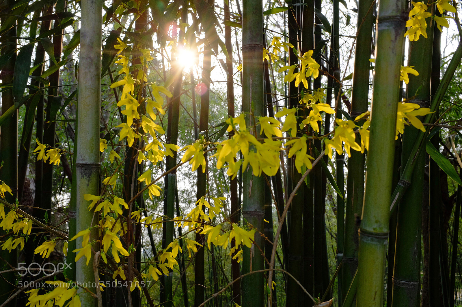Fujifilm X100S sample photo. Untitled photography