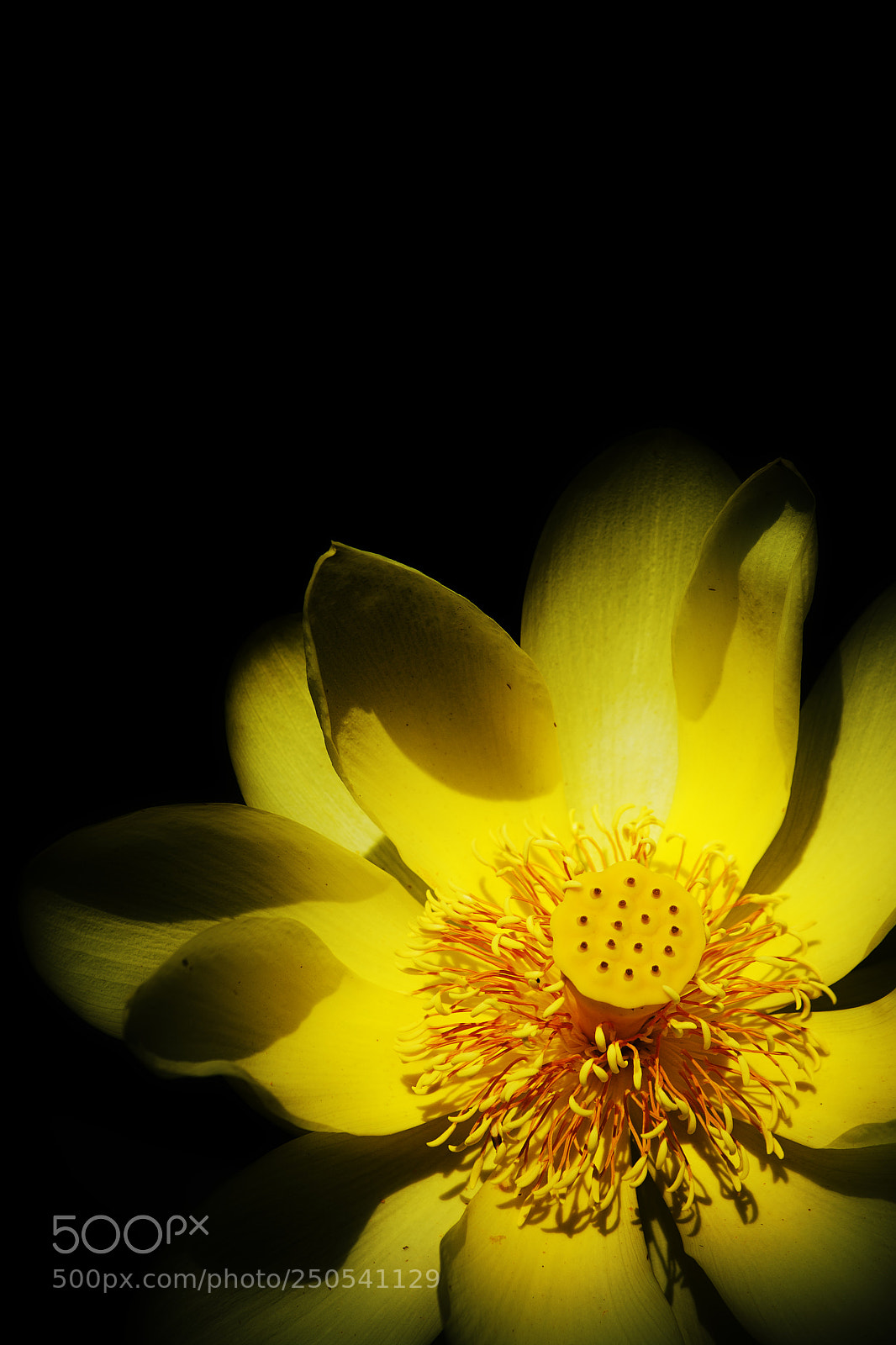 Nikon D7200 sample photo. Yelo photography