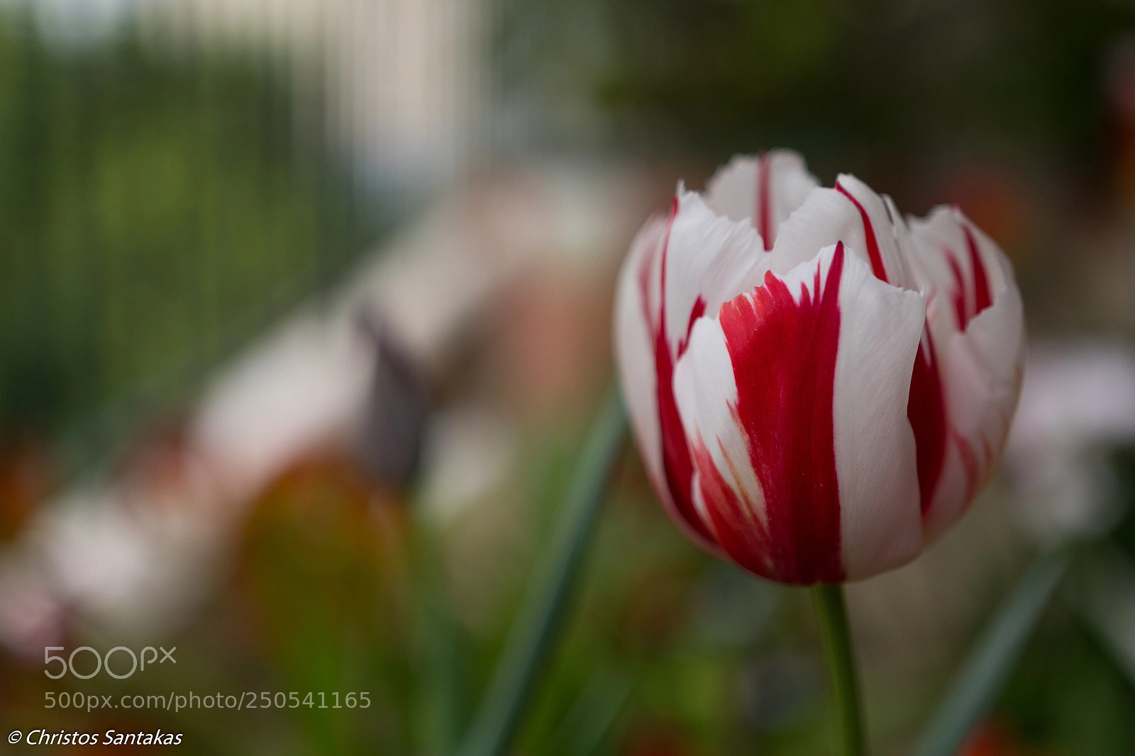 Nikon D500 sample photo. White and red photography