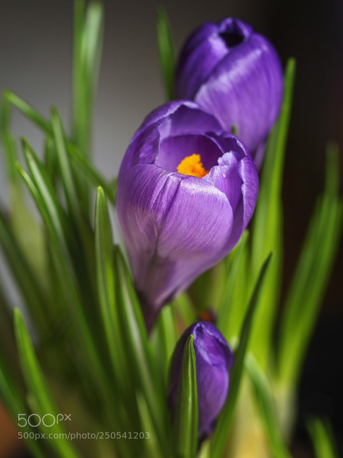 Olympus OM-D E-M5 II sample photo. Spring is coming photography