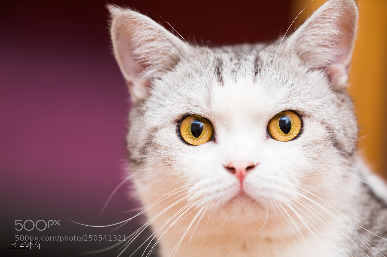 Canon EOS 5D Mark IV sample photo. Huahua photography