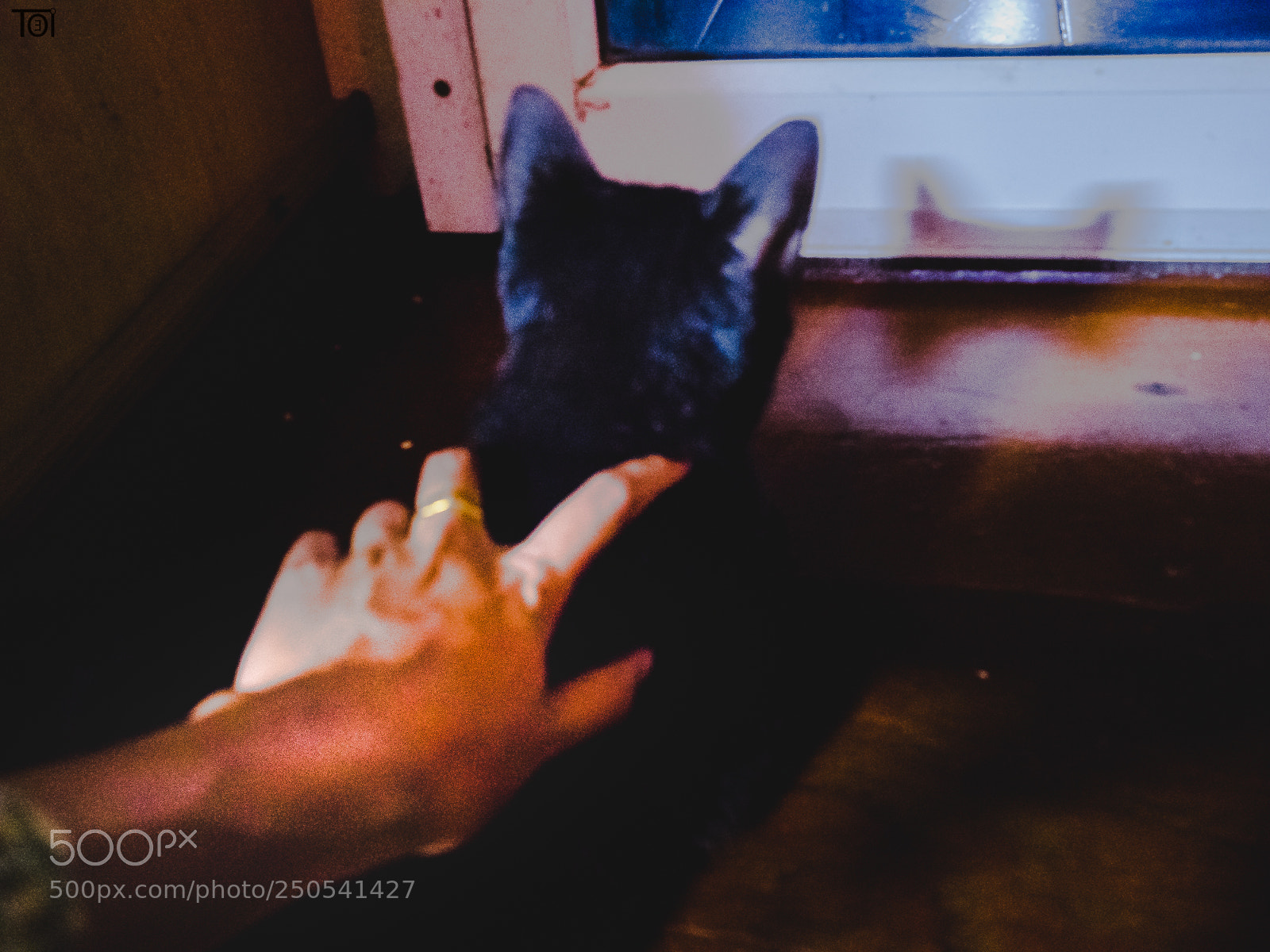 Olympus OM-D E-M10 II sample photo. Black cate in my photography
