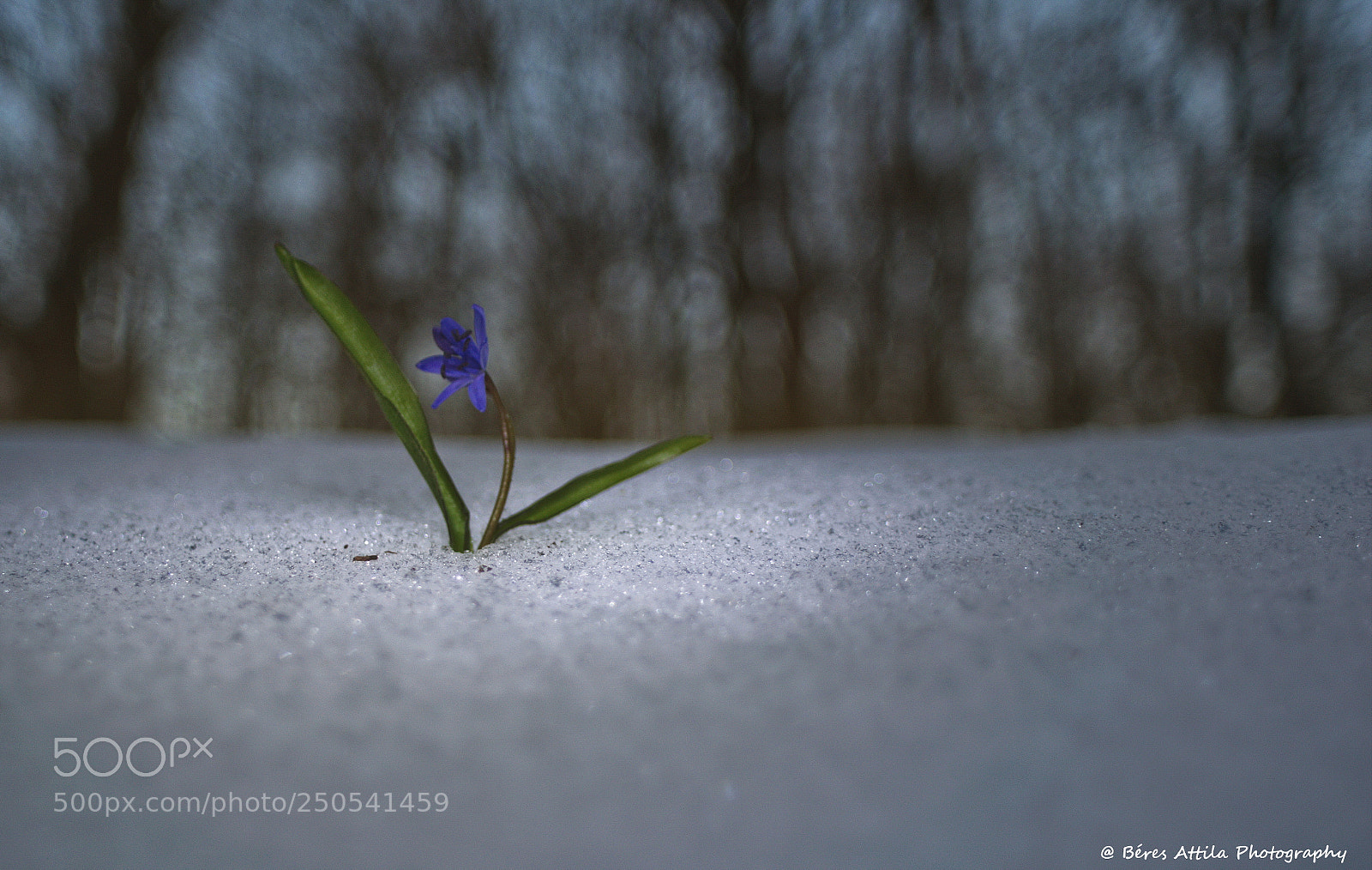 Nikon D3300 sample photo. Squill photography