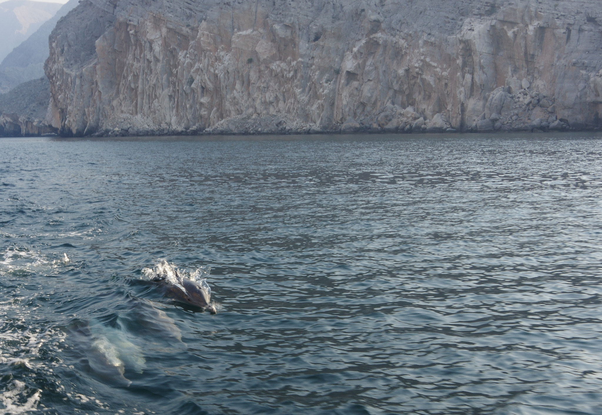 Pentax K-3 II sample photo. Dolphin at the musandam sea photography