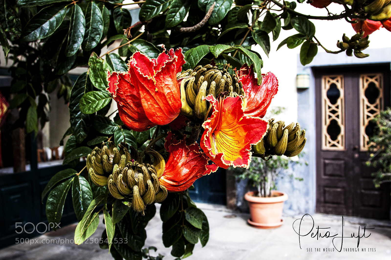 Canon EOS 50D sample photo. Banana flowers photography