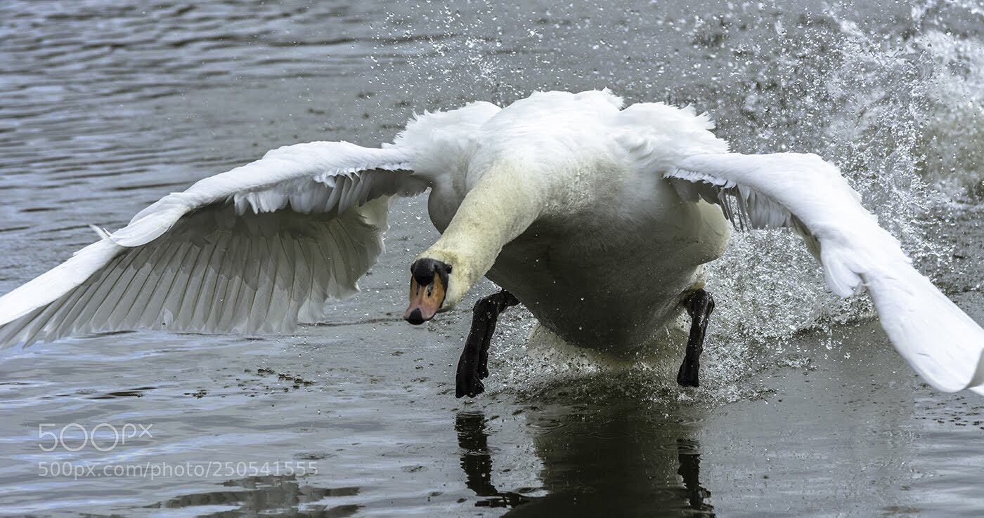 Nikon D7100 sample photo. Landing gear down  photography