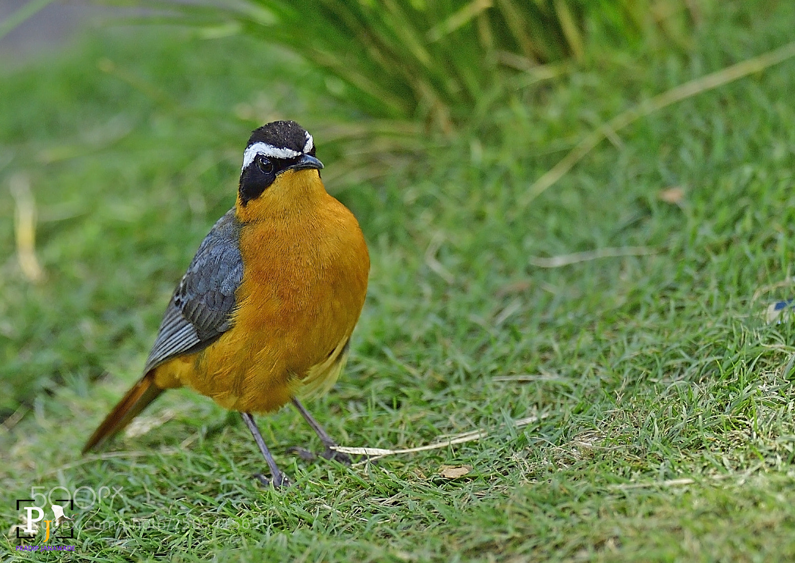 Nikon D5 sample photo. White-browed robin chat, photography