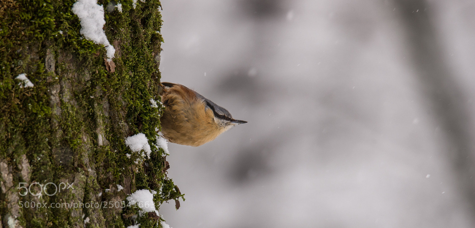Nikon D610 sample photo. Hello...spring? photography