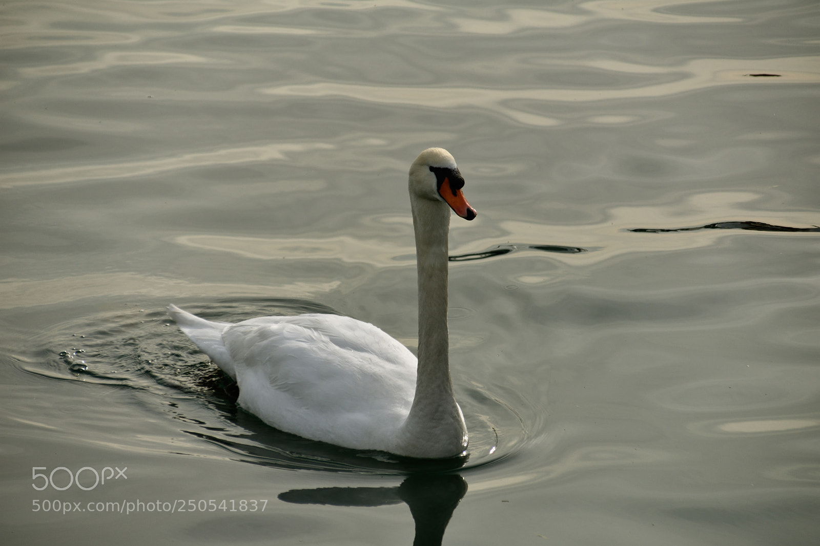 Nikon D3400 sample photo. Elegant swan photography