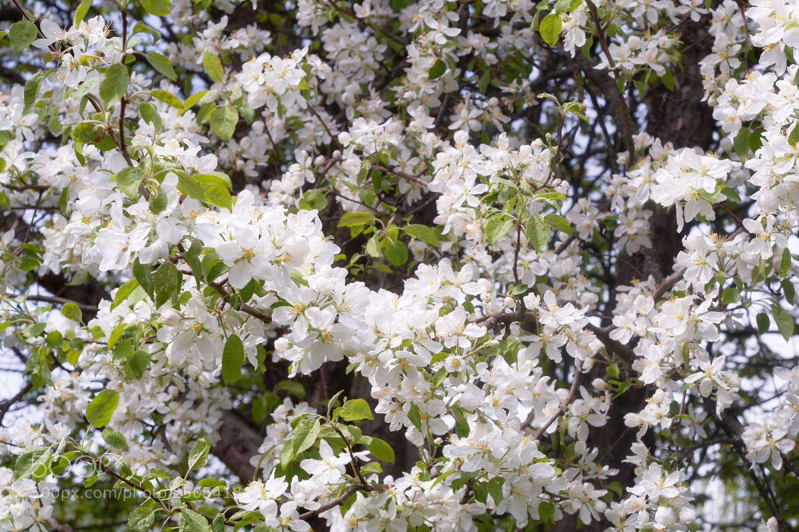Fujifilm X-E2 sample photo. Spring pear plant blossom photography