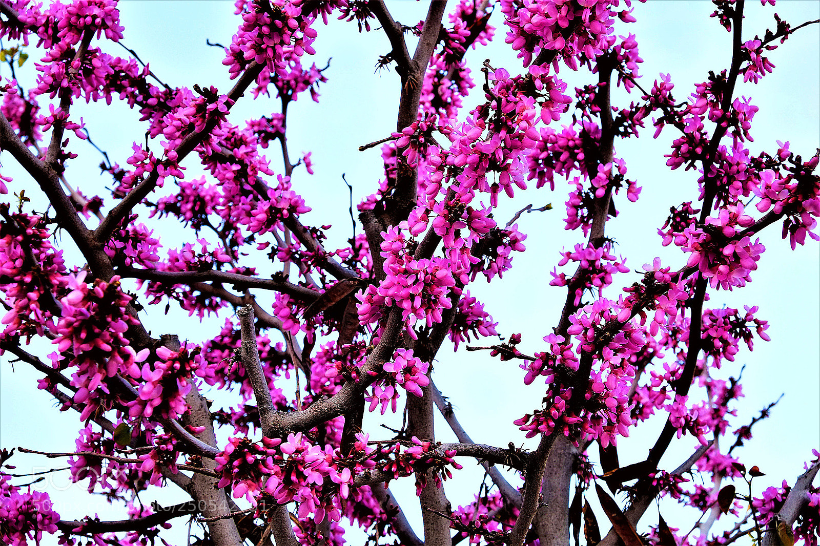 Fujifilm X-E1 sample photo. Joy of spring photography