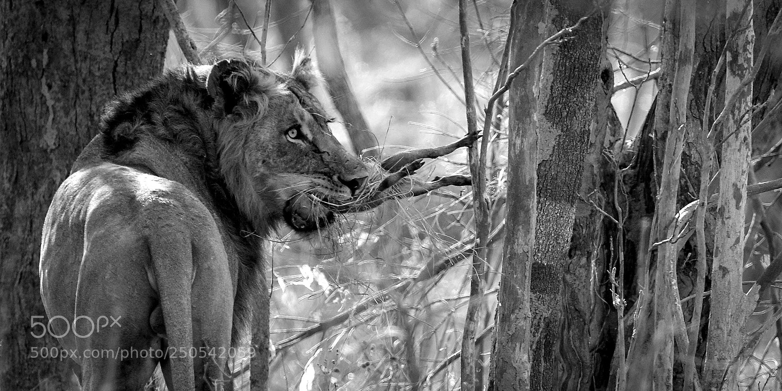Nikon D4 sample photo. Before the kill photography