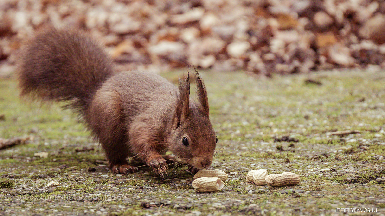 Canon EOS 7D Mark II sample photo. Red squirrel photography