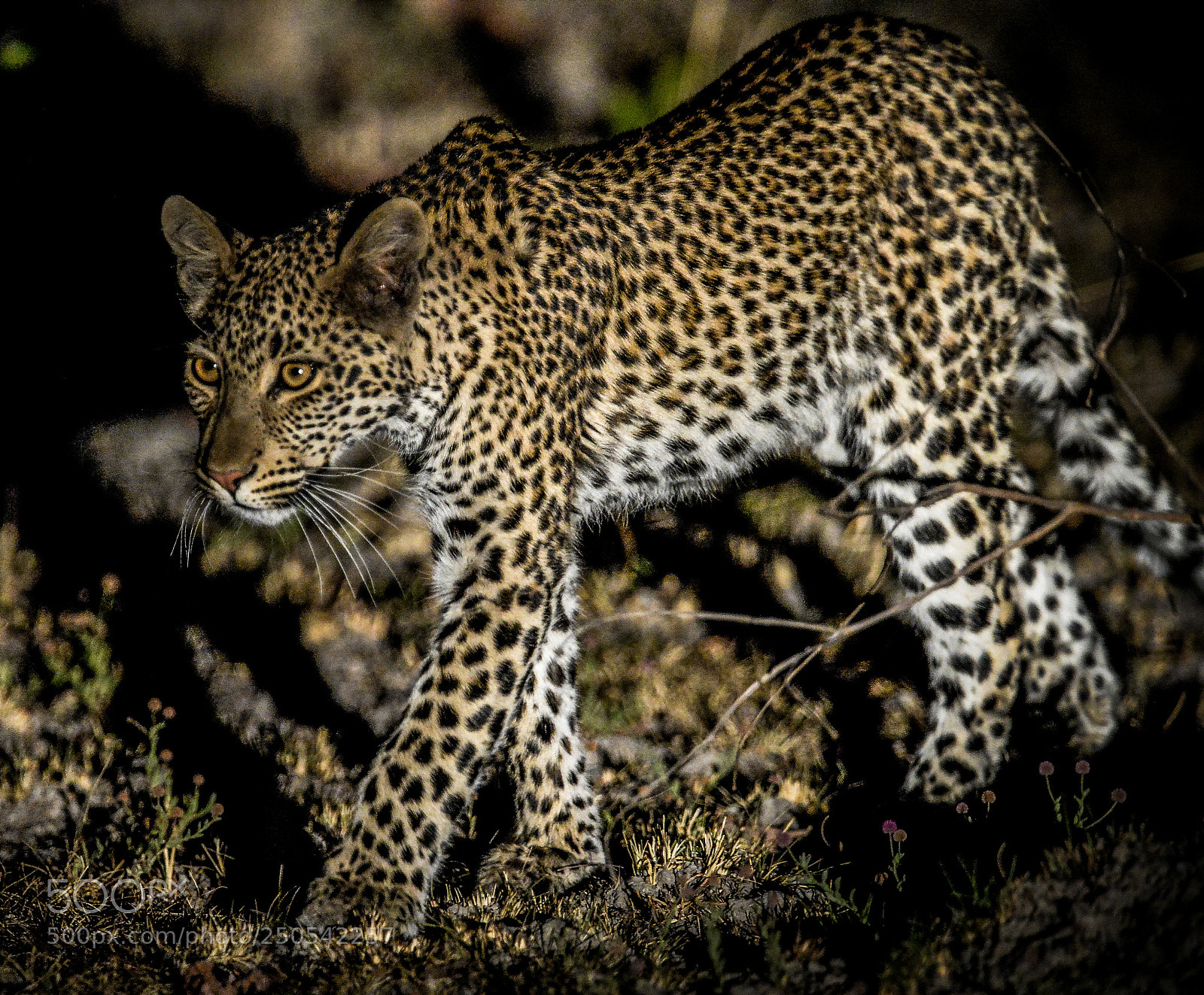 Nikon D4 sample photo. Night stalker photography