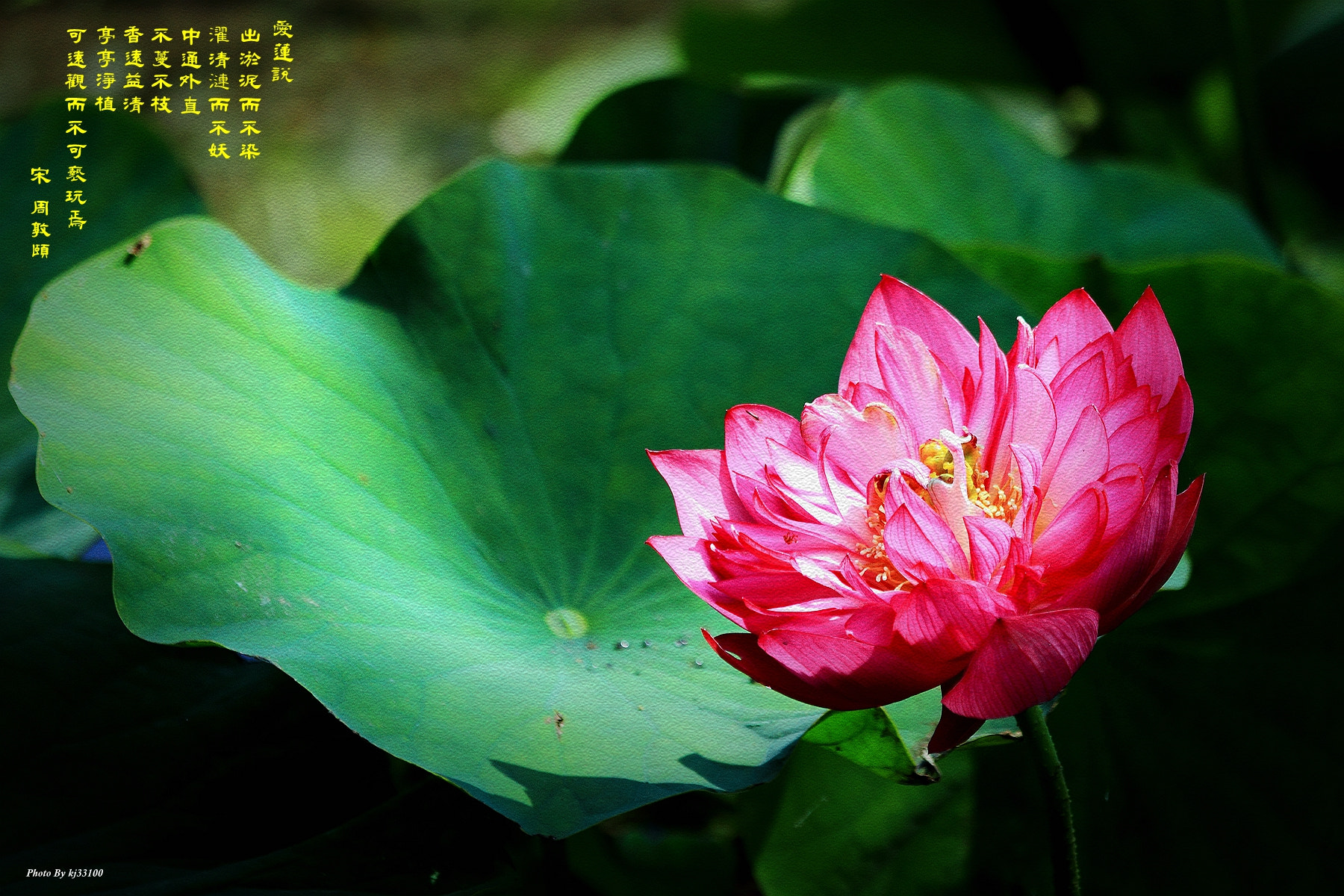 Canon EF 70-300mm F4-5.6 IS USM sample photo. 愛蓮 photography