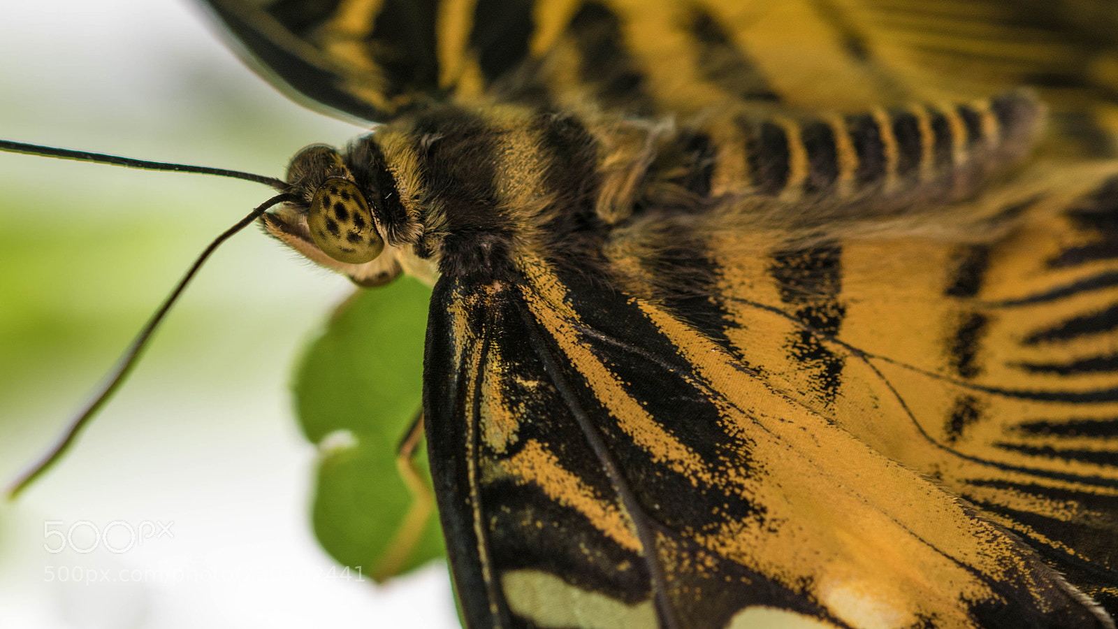 Nikon D5300 sample photo. Brown clipper photography
