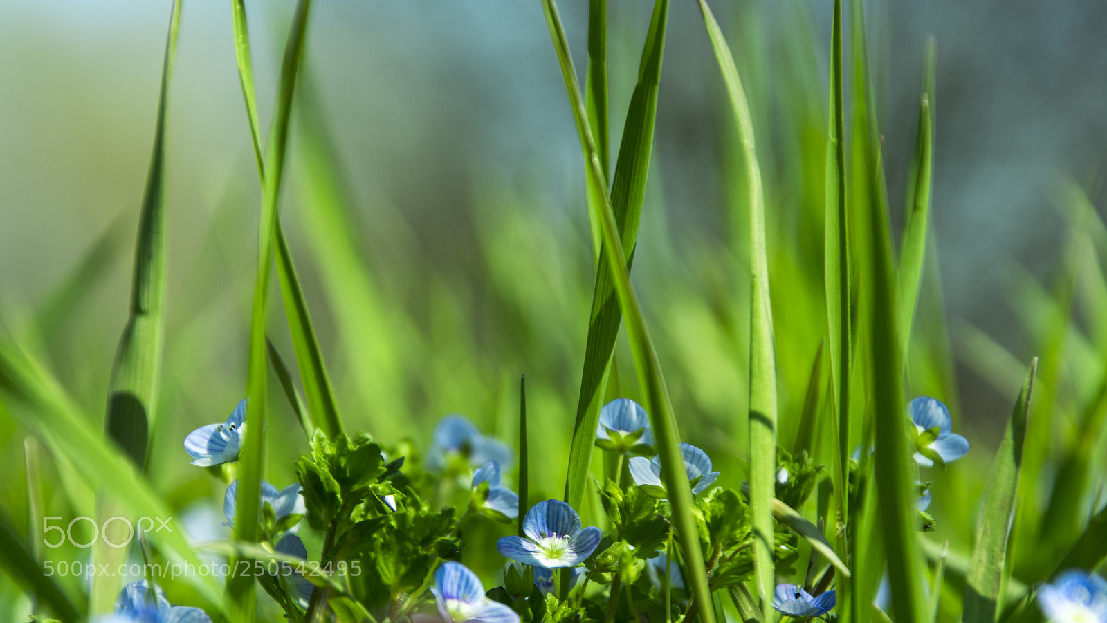 Nikon D5200 sample photo. Grass and veronica chamaedrys photography