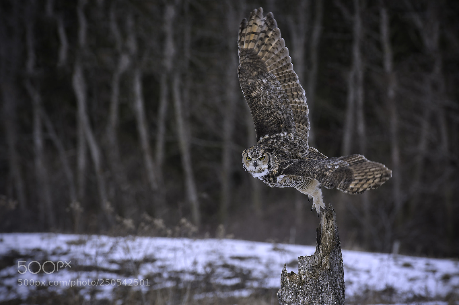 Nikon D500 sample photo. Great horned owl photography