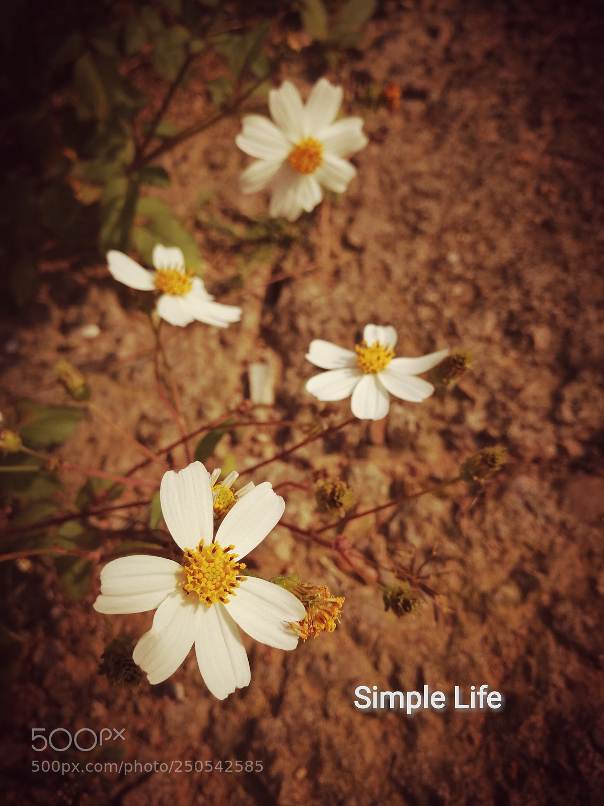 HUAWEI Mate 9 sample photo. Simple life photography