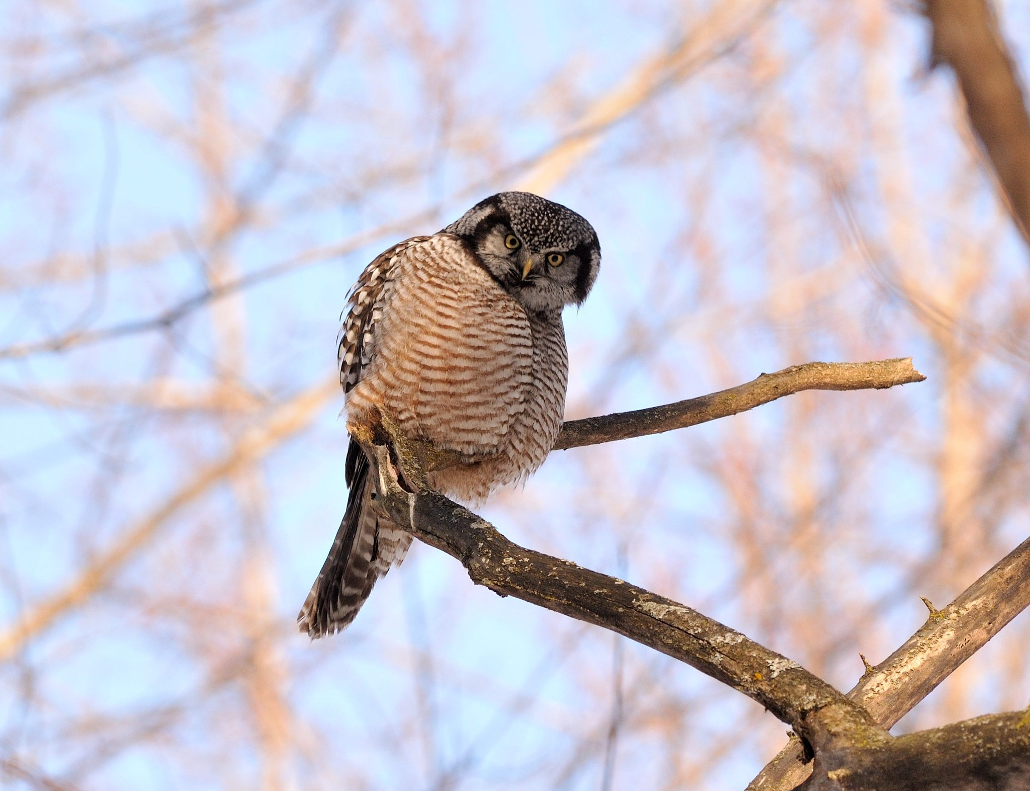 Nikon D300S + Nikon AF-S Nikkor 300mm F4D ED-IF sample photo. Épervière boréale / northern hawk-owl photography