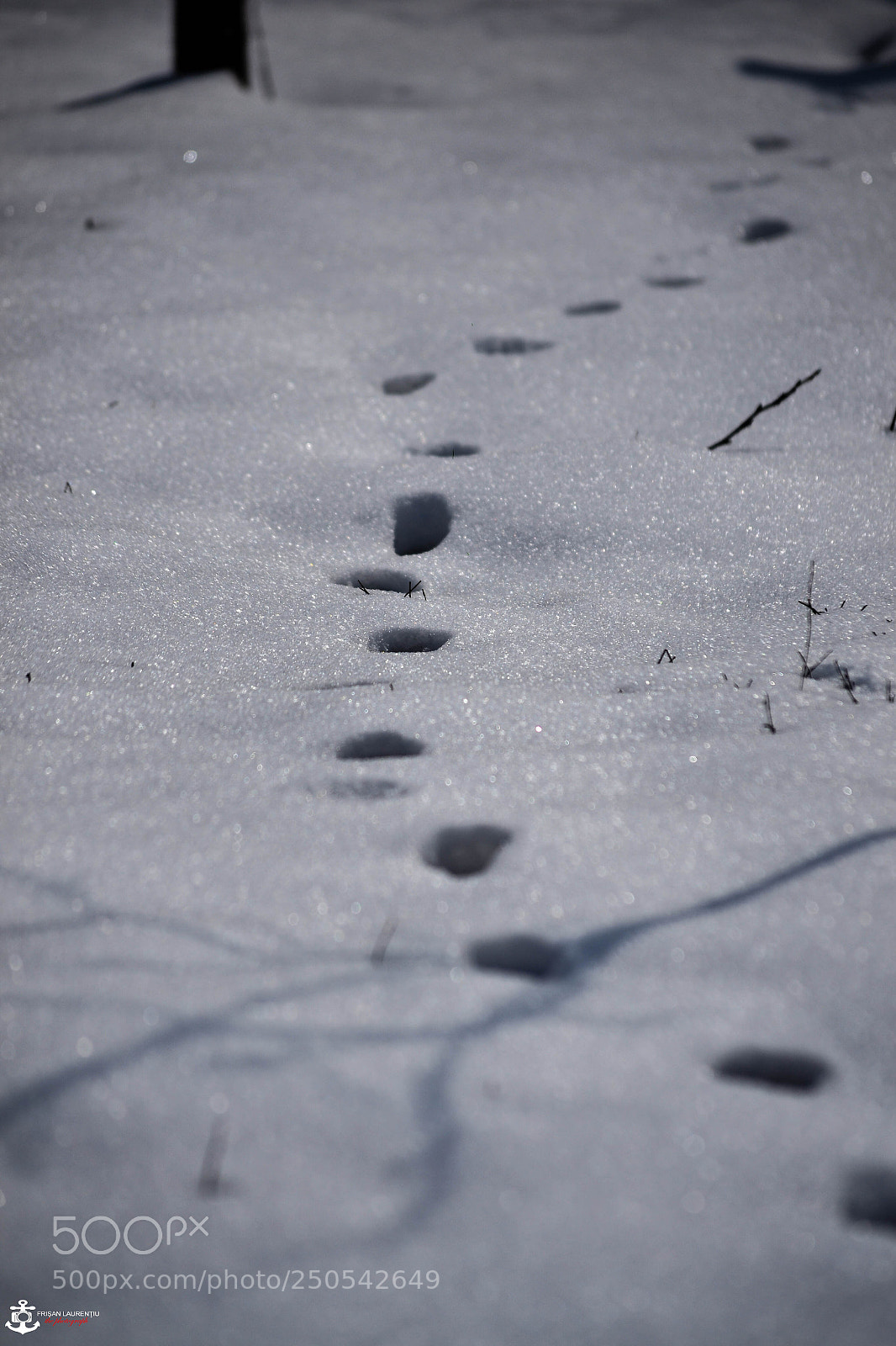 Nikon D3100 sample photo. Foot prints photography