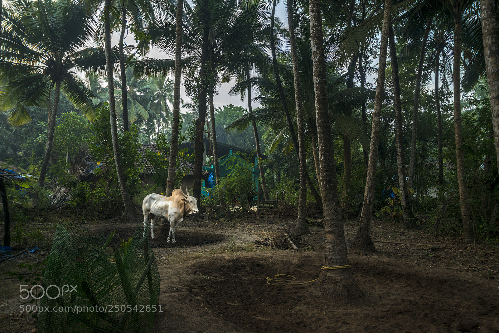 Nikon D800E sample photo. Brahman bull photography