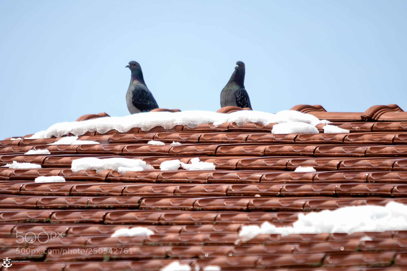 Nikon D3100 sample photo. Doves photography