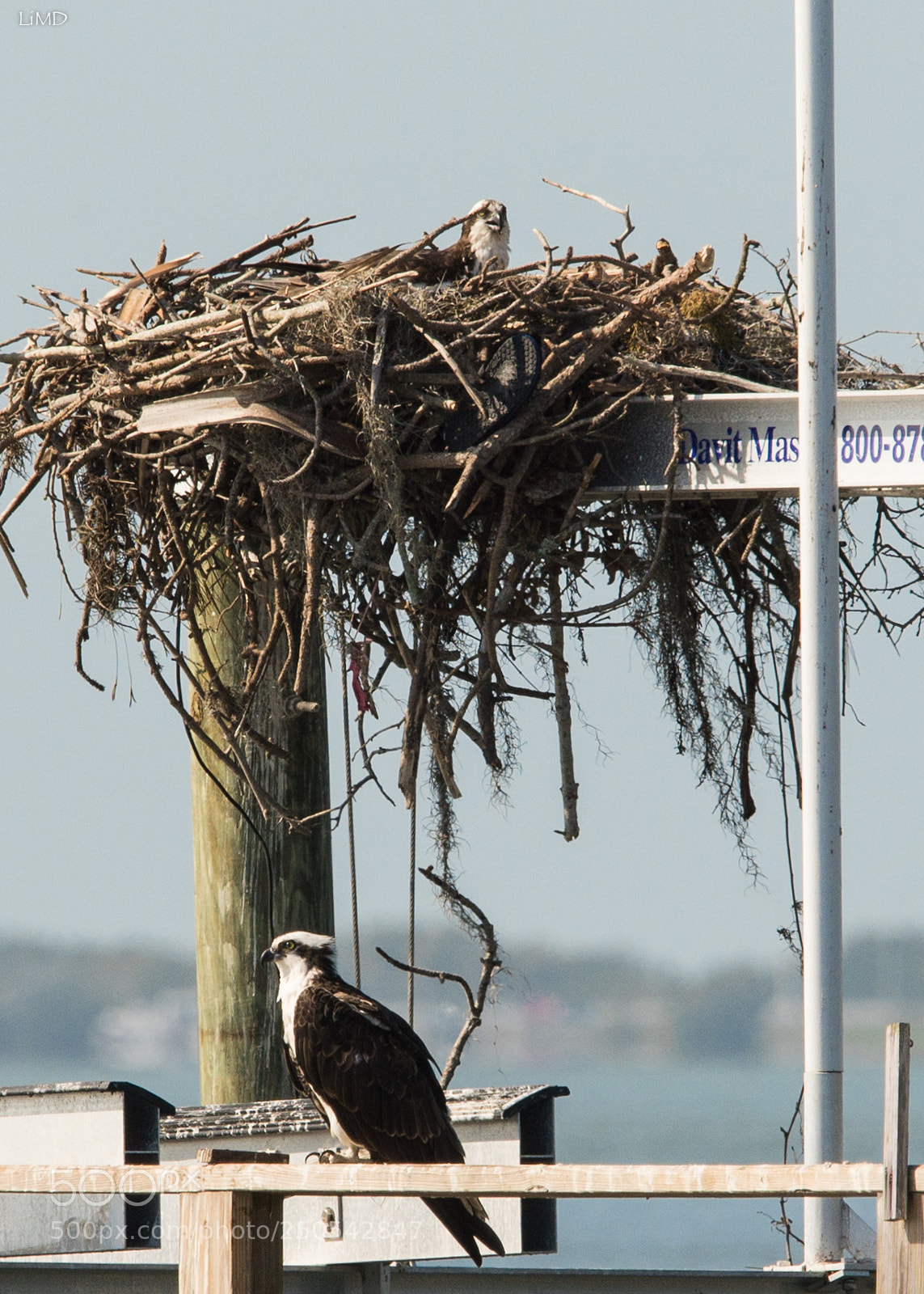 Nikon D600 sample photo. Color osprey photography