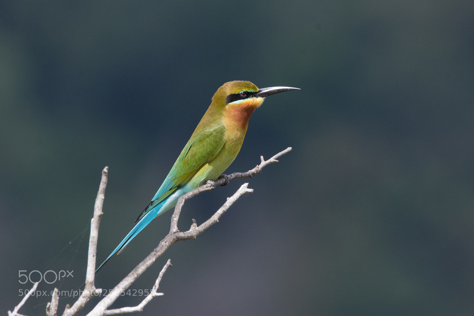 Nikon D7200 sample photo. Blue tailed bee-eater (dsc_1745) photography