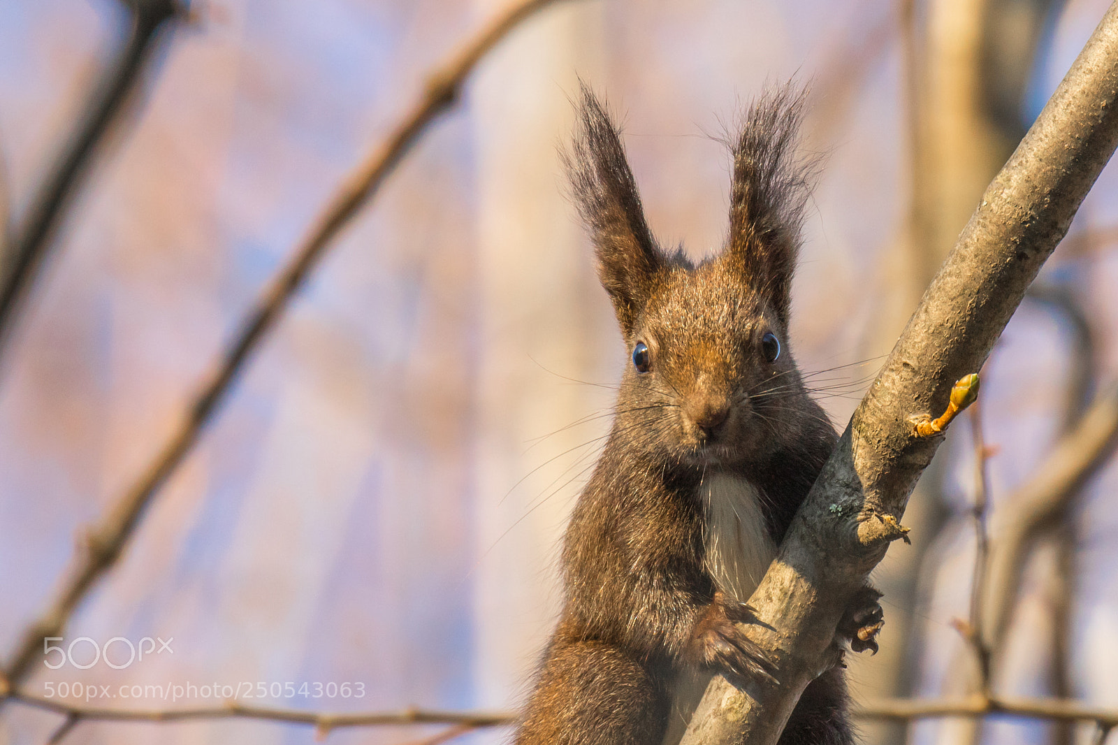 Canon EOS 7D Mark II sample photo. Hi! photography