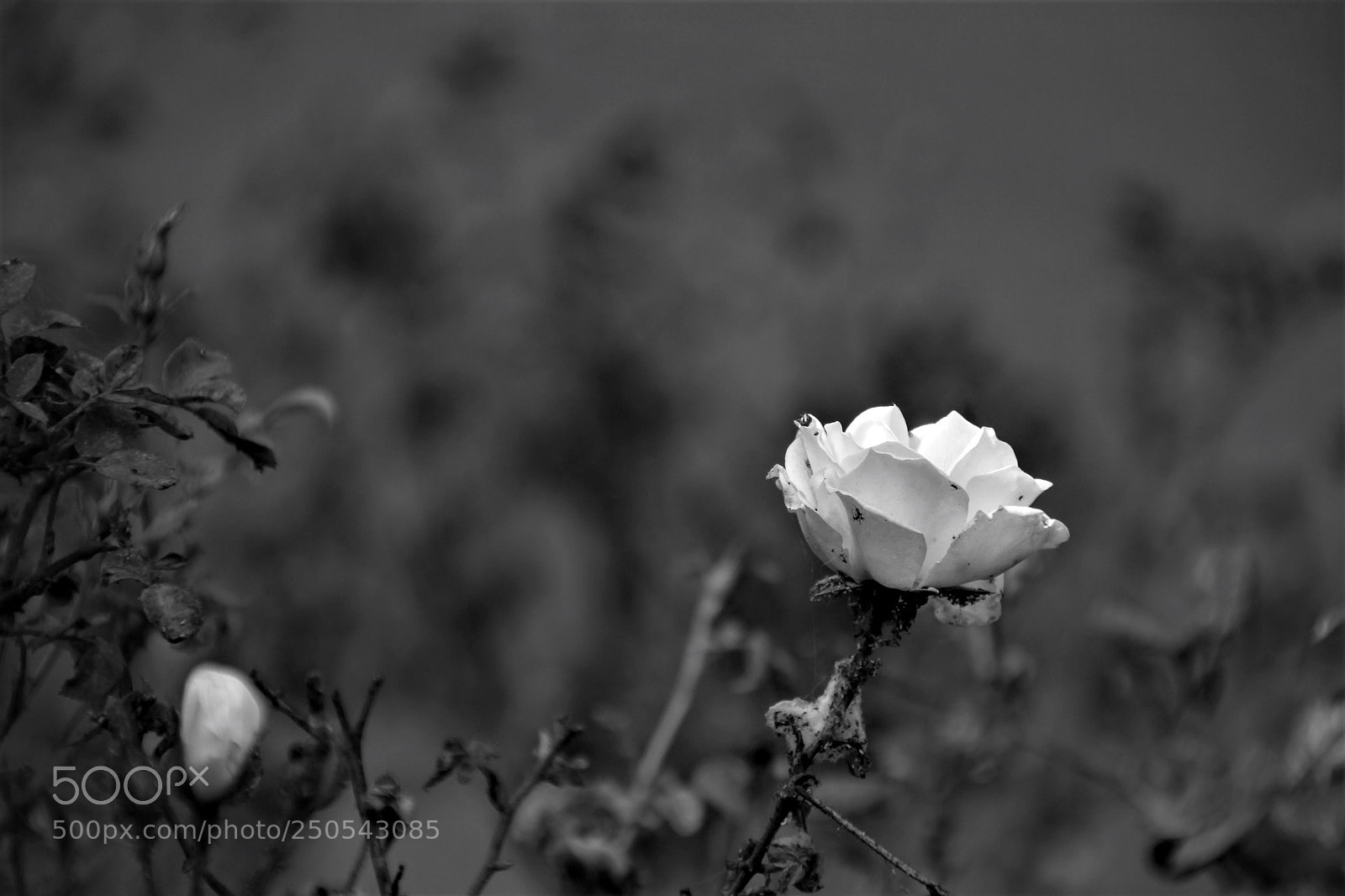 Canon EOS 700D (EOS Rebel T5i / EOS Kiss X7i) sample photo. White rose photography
