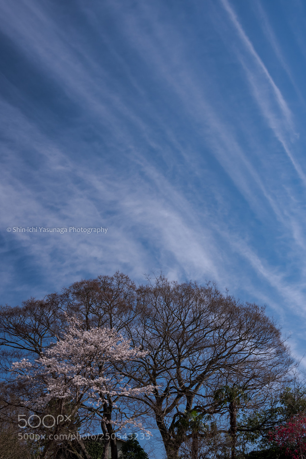 Pentax K-70 sample photo. Cherry & sky photography