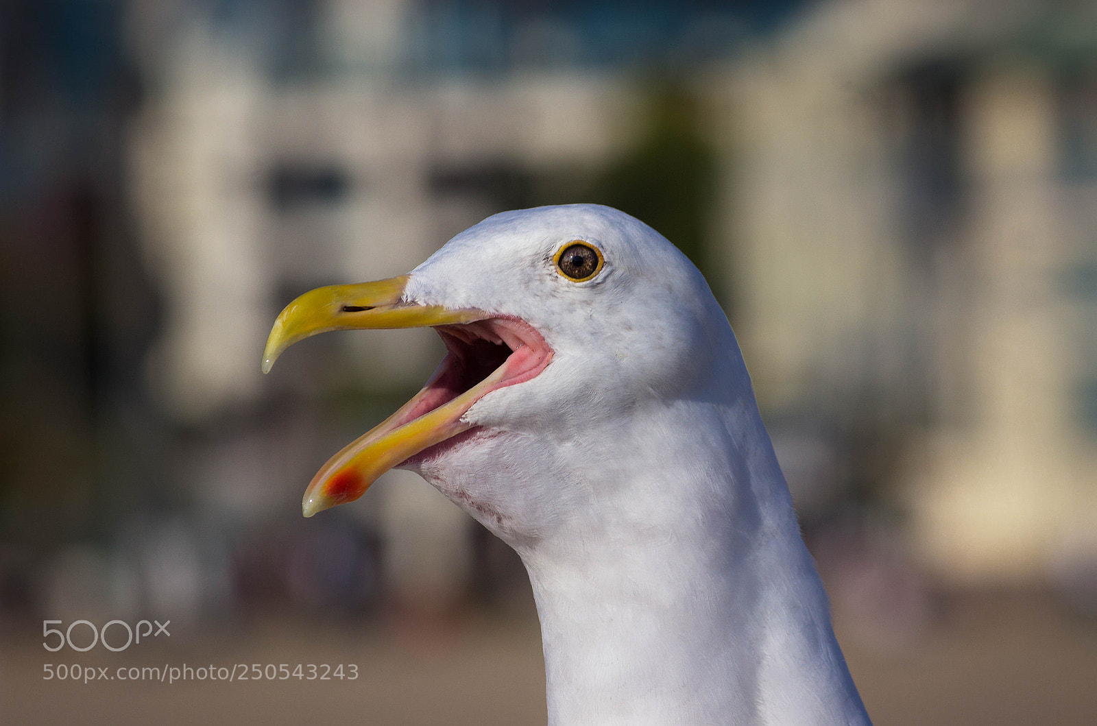 Canon EOS 600D (Rebel EOS T3i / EOS Kiss X5) sample photo. Edit edit photography