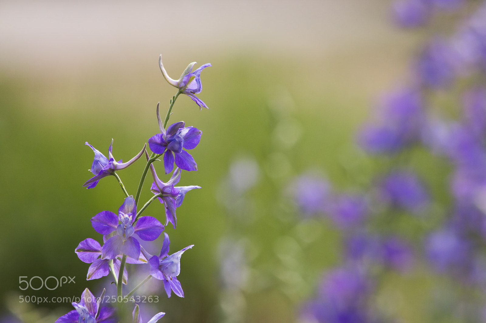 Canon EOS 70D sample photo. Larkspur photography