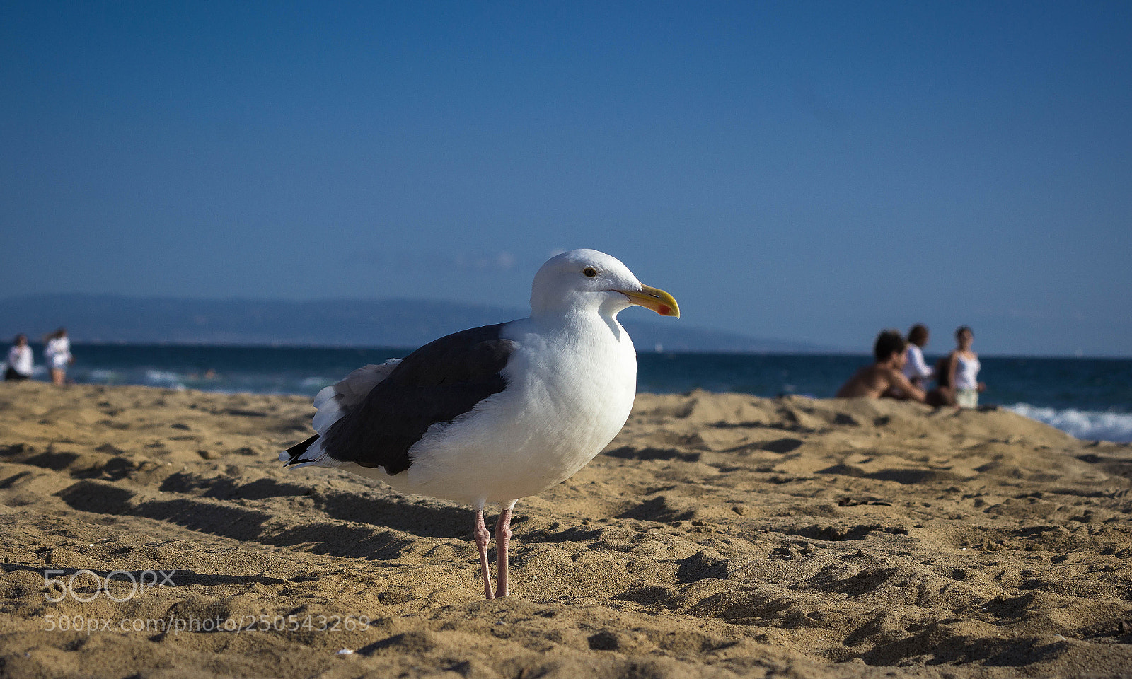 Canon EOS 600D (Rebel EOS T3i / EOS Kiss X5) sample photo. Edit edit photography