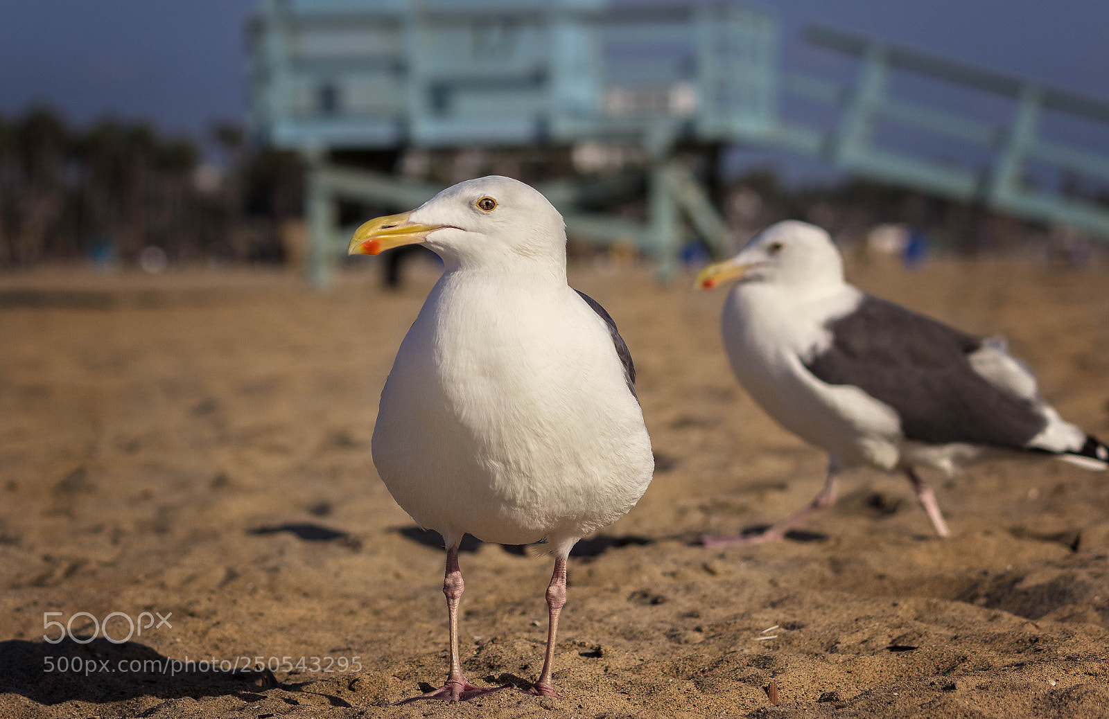 Canon EOS 600D (Rebel EOS T3i / EOS Kiss X5) sample photo. Edit edit photography