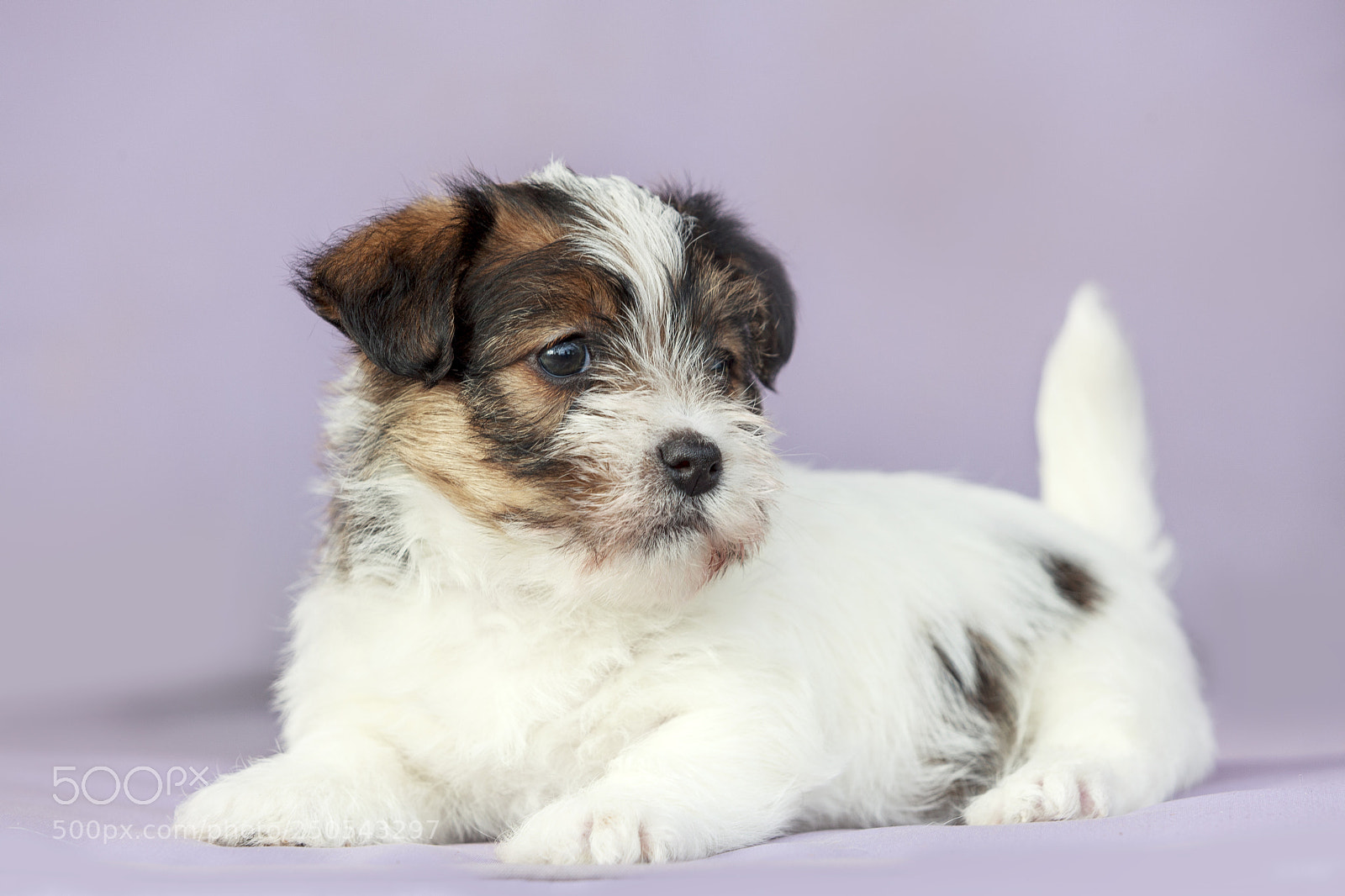 Canon EOS 5D Mark II sample photo. Jack russell terrier puppy photography